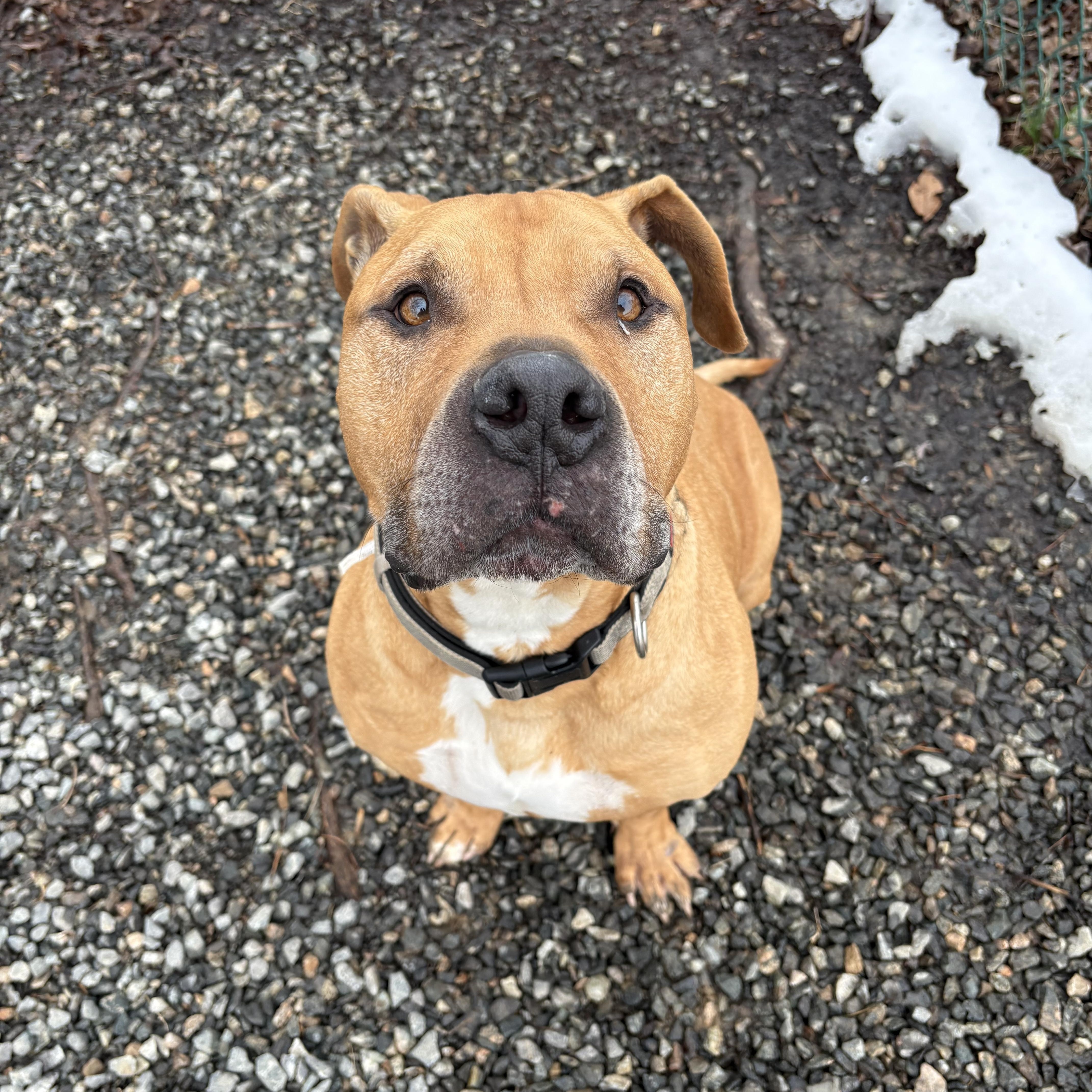 Drew, a Adoptable mixed breed in Saluda, VA image 5/6