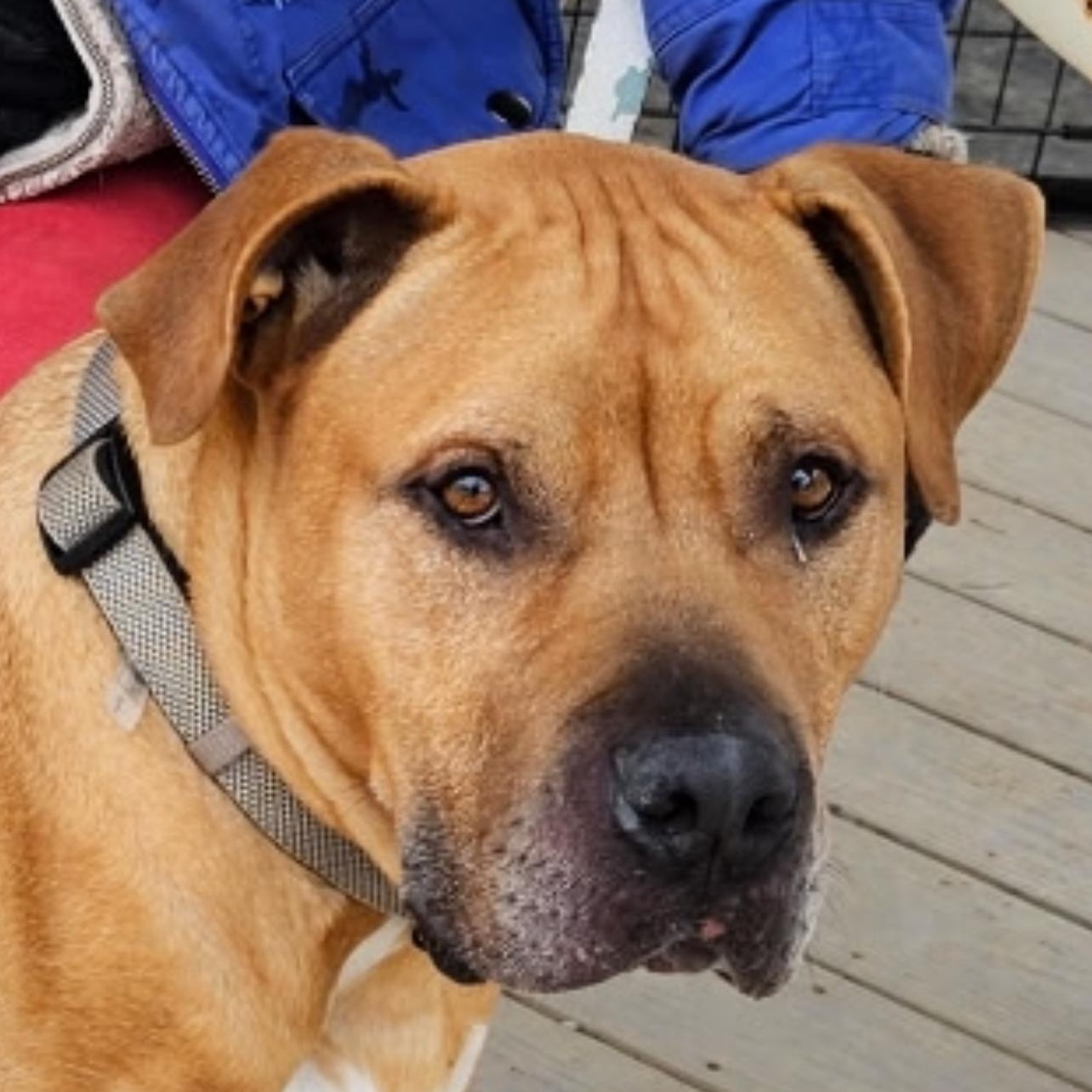 Drew, a Adoptable mixed breed in Saluda, VA image 4/6