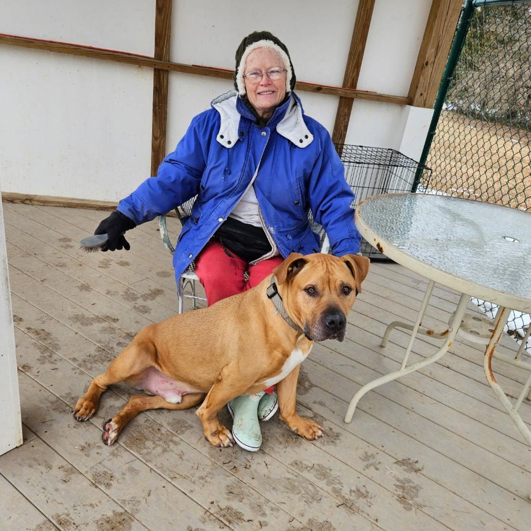 Drew, a Adoptable mixed breed in Saluda, VA image 3/6