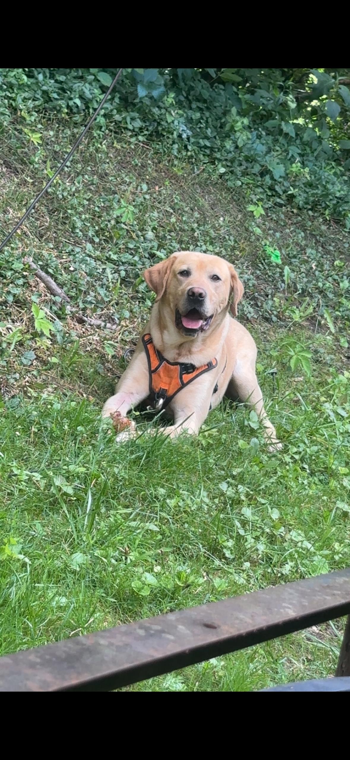 Enlarge Cody, an adopted Labrador Retriever in Lexington, MO image 1/1