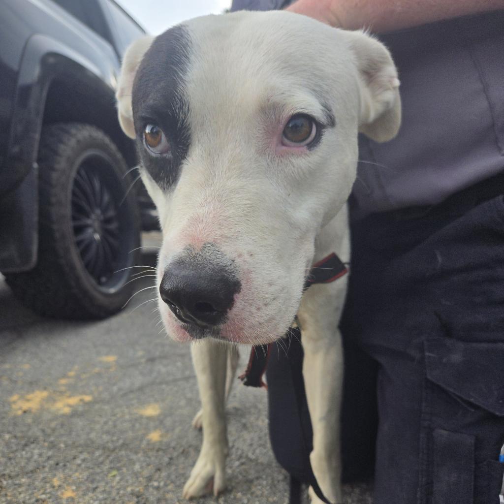 Buddy Davis, Adoptable, Adult Male Pit Bull Terrier.