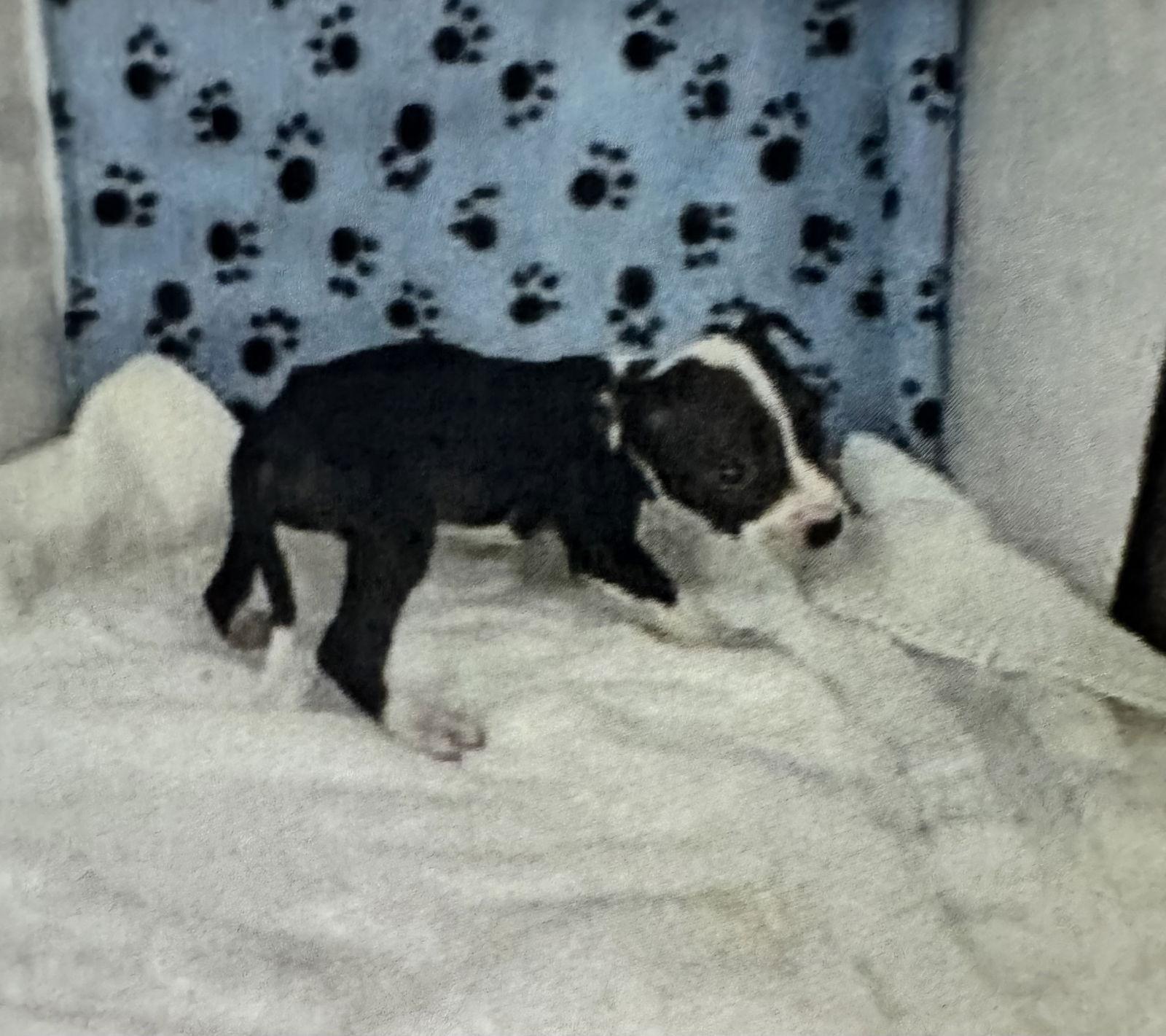 Wheaton, Adoptable, Puppy Female Hound.