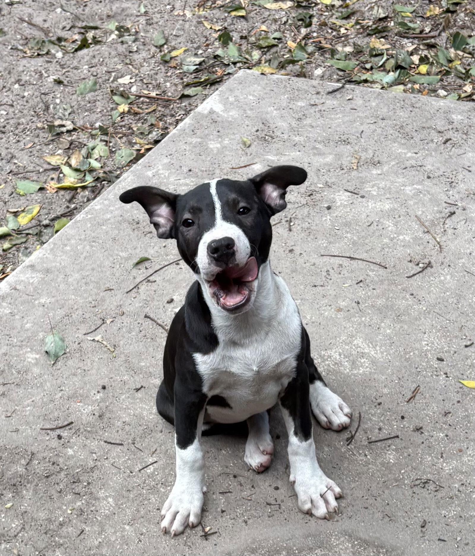 Enlarge Wheaton, a Adoptable Hound in Sanford, FL image 2/2