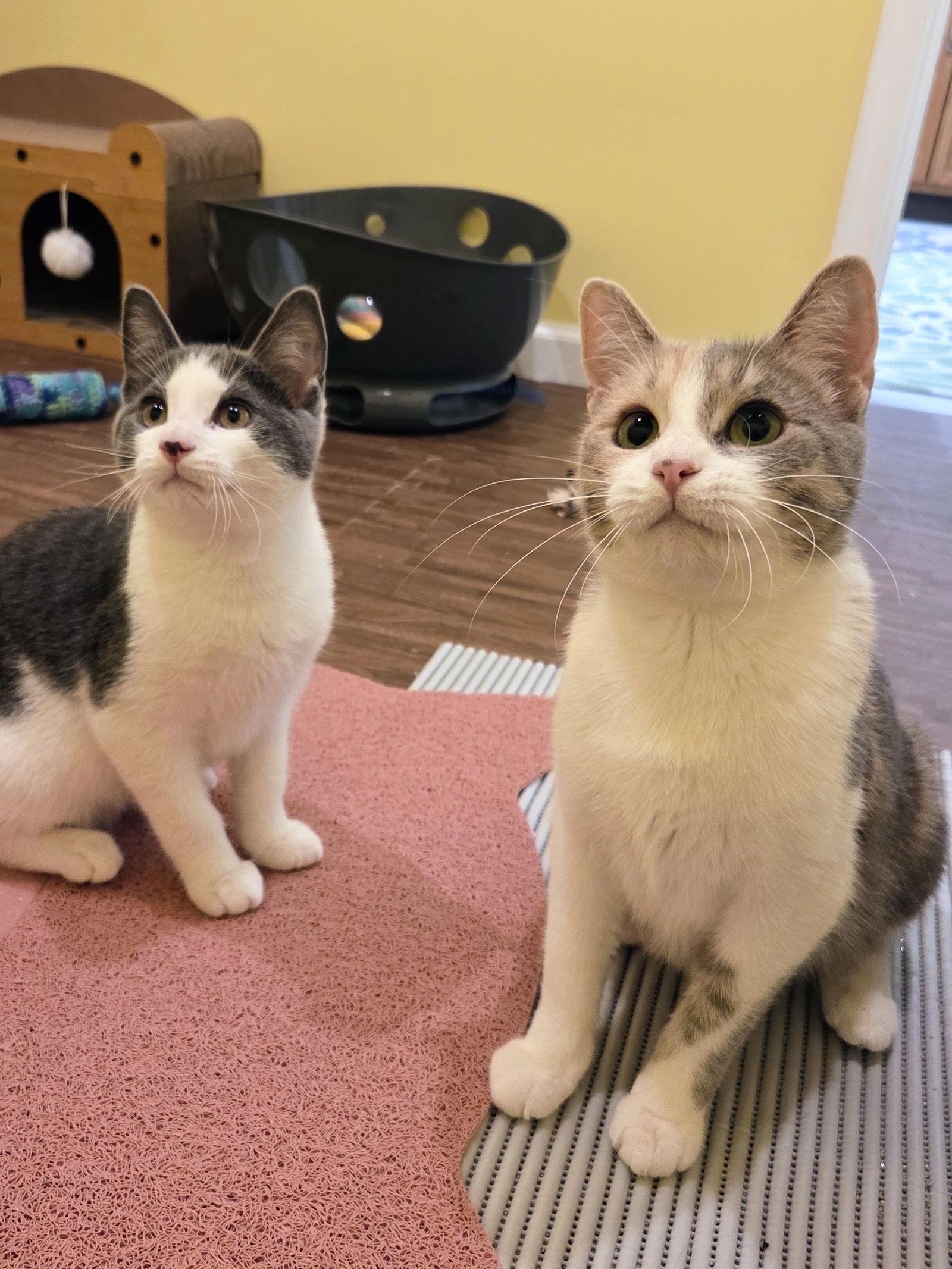 Enlarge Teak Kitten, a Adoptable Domestic Long Hair in Nazareth, PA image 1/3
