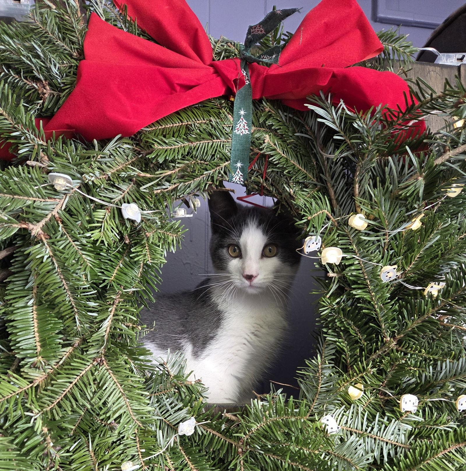 Enlarge Teak Kitten, a Adoptable Domestic Long Hair in Nazareth, PA image 2/3