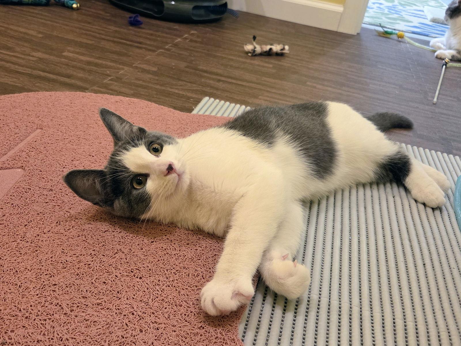 Enlarge Teak Kitten, a Adoptable Domestic Long Hair in Nazareth, PA image 3/3