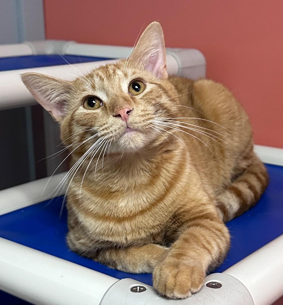 Enlarge Garfield, a Adoptable mixed breed in Waynesville, MO image 1/1