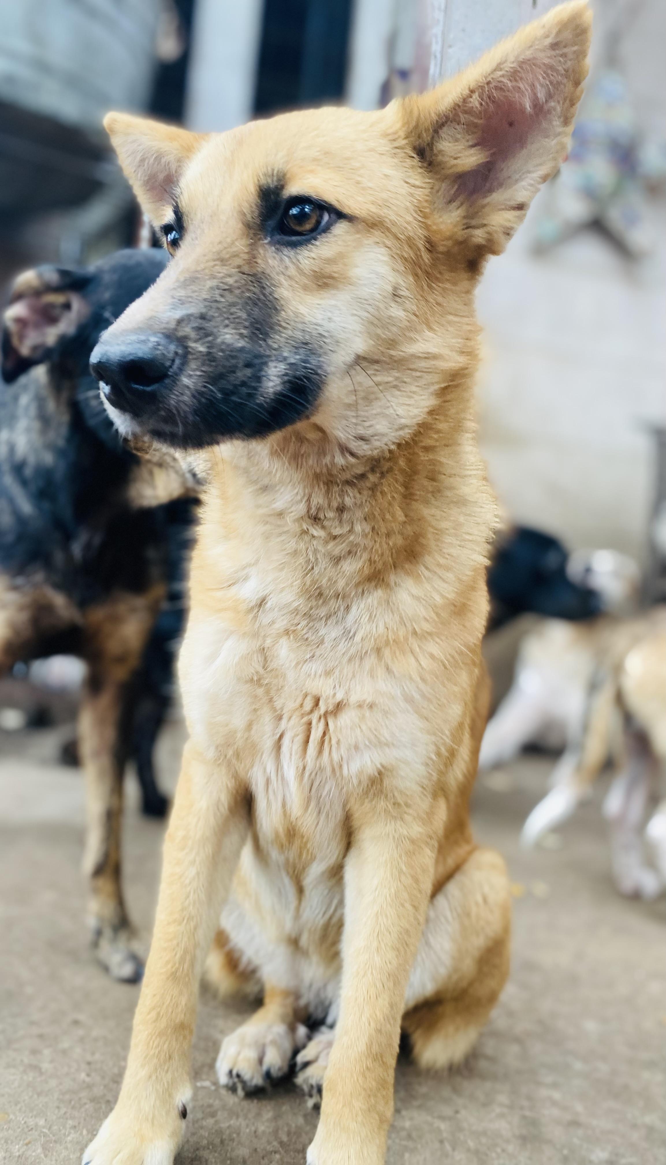 Enlarge Tulip Tuletta PC, an adopted German Shepherd Dog in Chippewa Falls, WI image 4/5