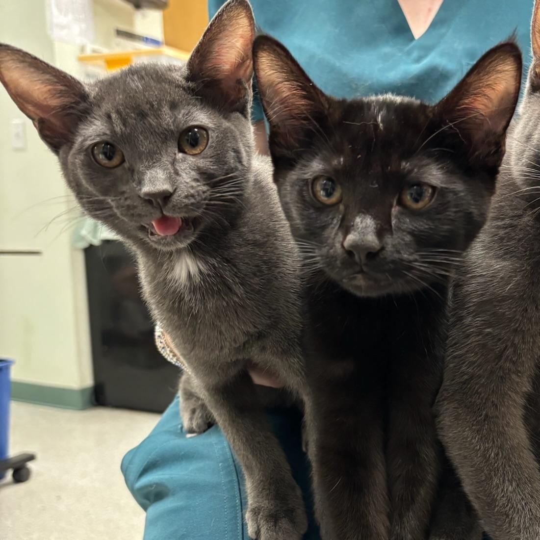 Frodo, Adoptable, Kitten Male Domestic Short Hair.