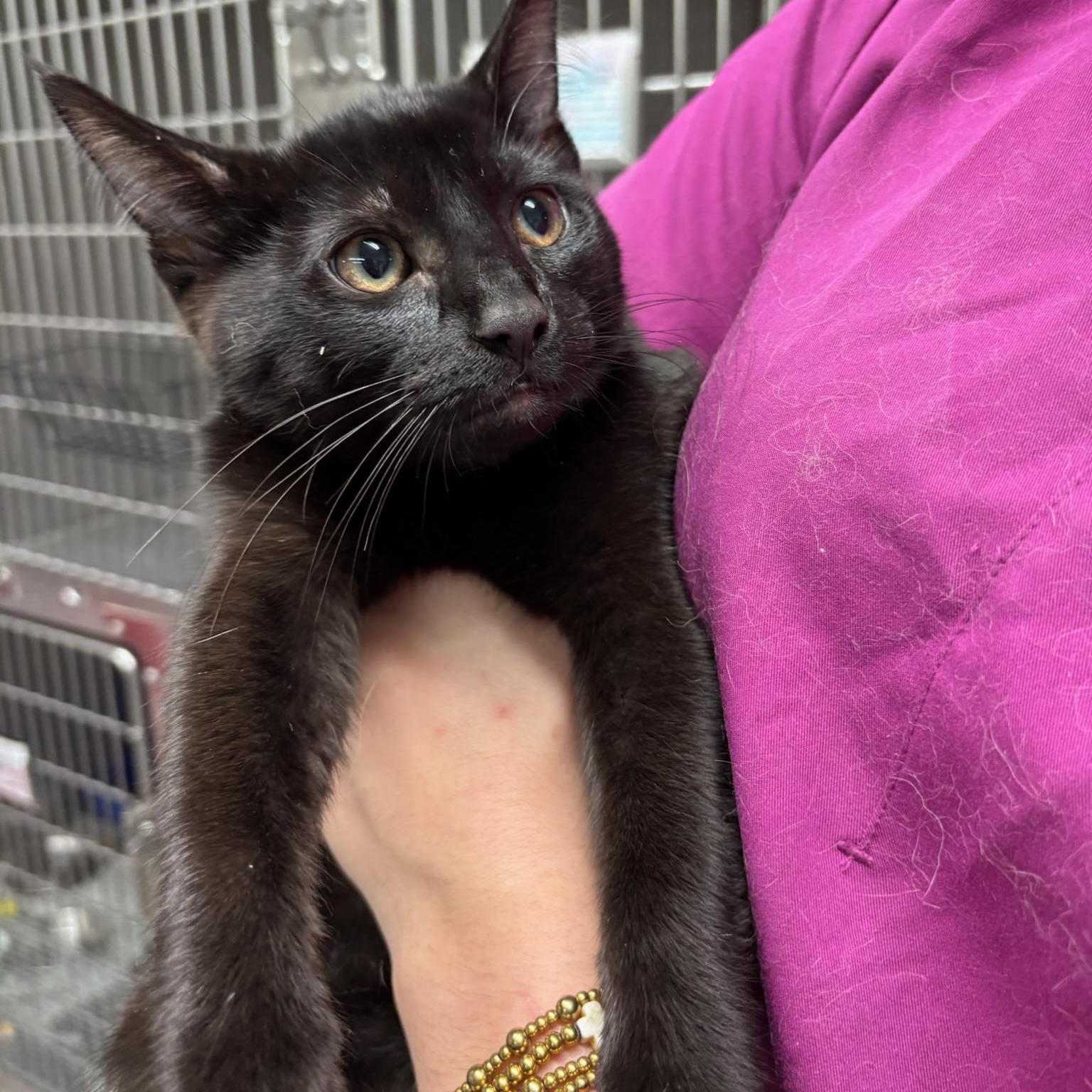 Frodo, a Adoptable Domestic Short Hair in Kent, WA image 2/2