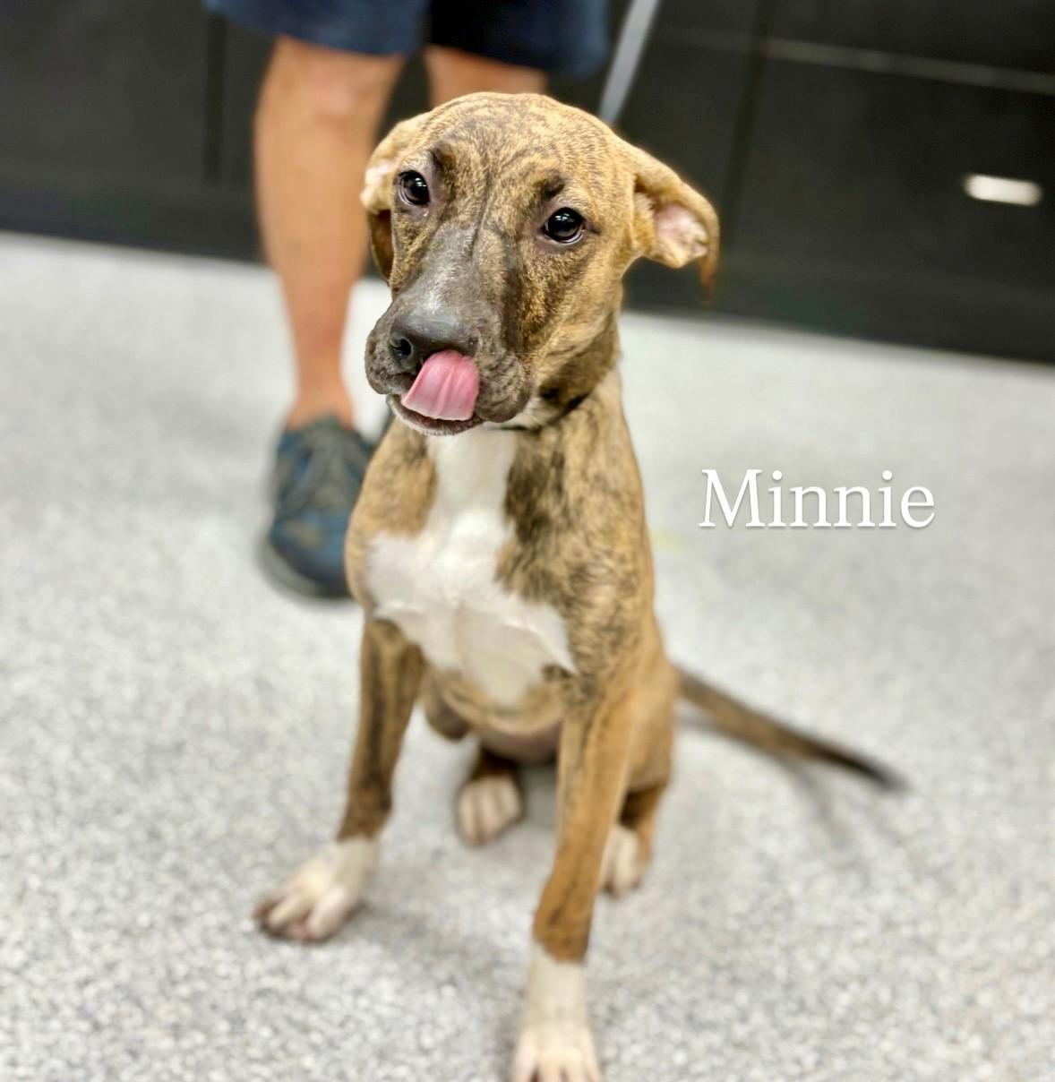 Minnie, an adoptable Pit Bull Terrier in Lake Havasu City, AZ, 86406 | Photo Image 1