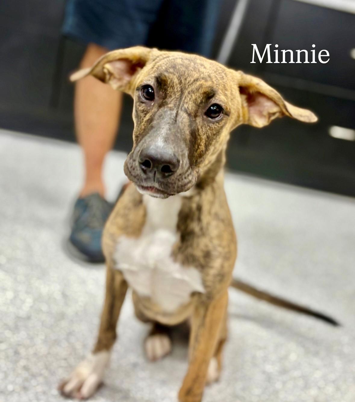 Minnie, an adoptable Pit Bull Terrier in Lake Havasu City, AZ, 86406 | Photo Image 2