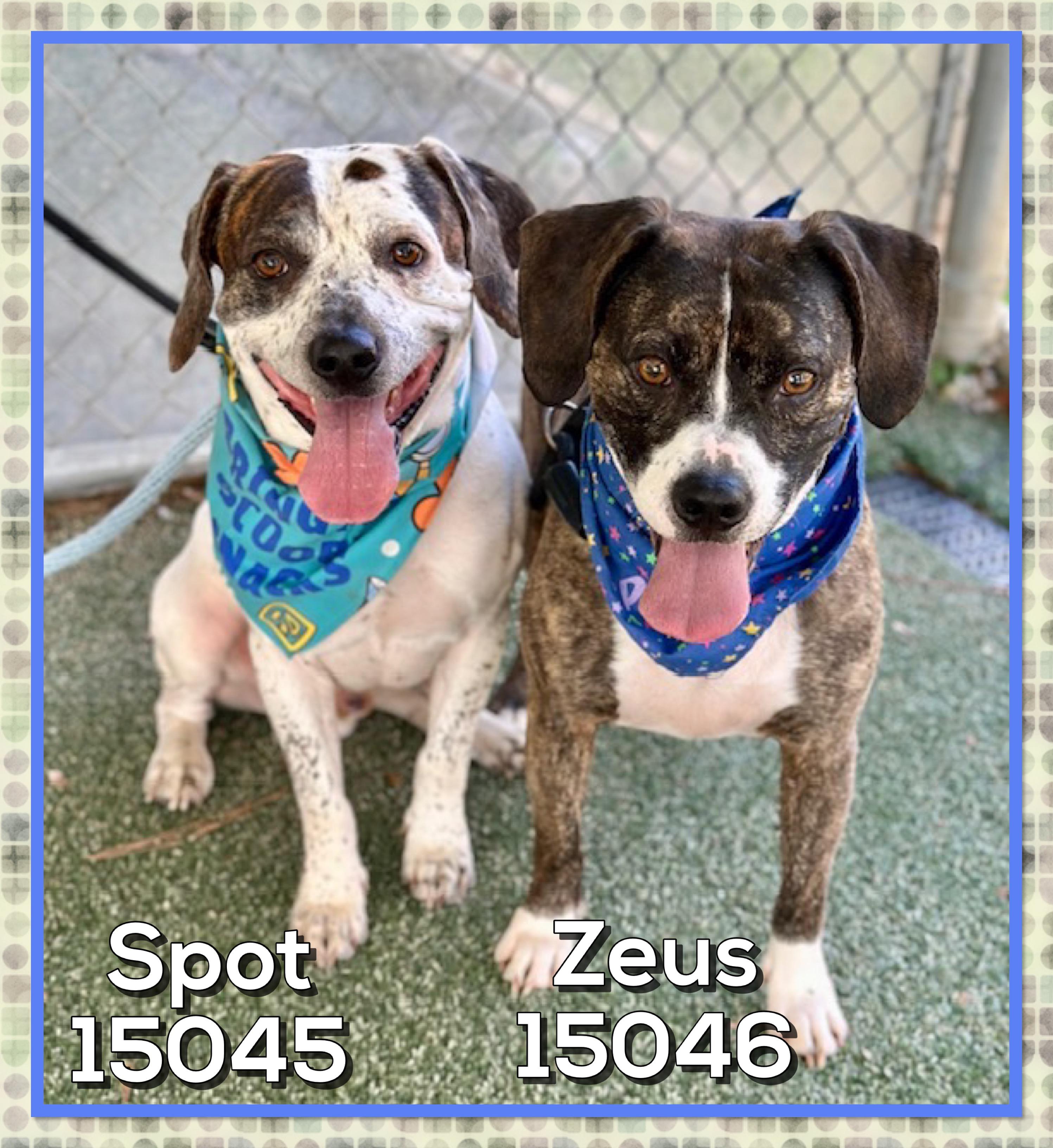 SPOT (also see ZEUS)