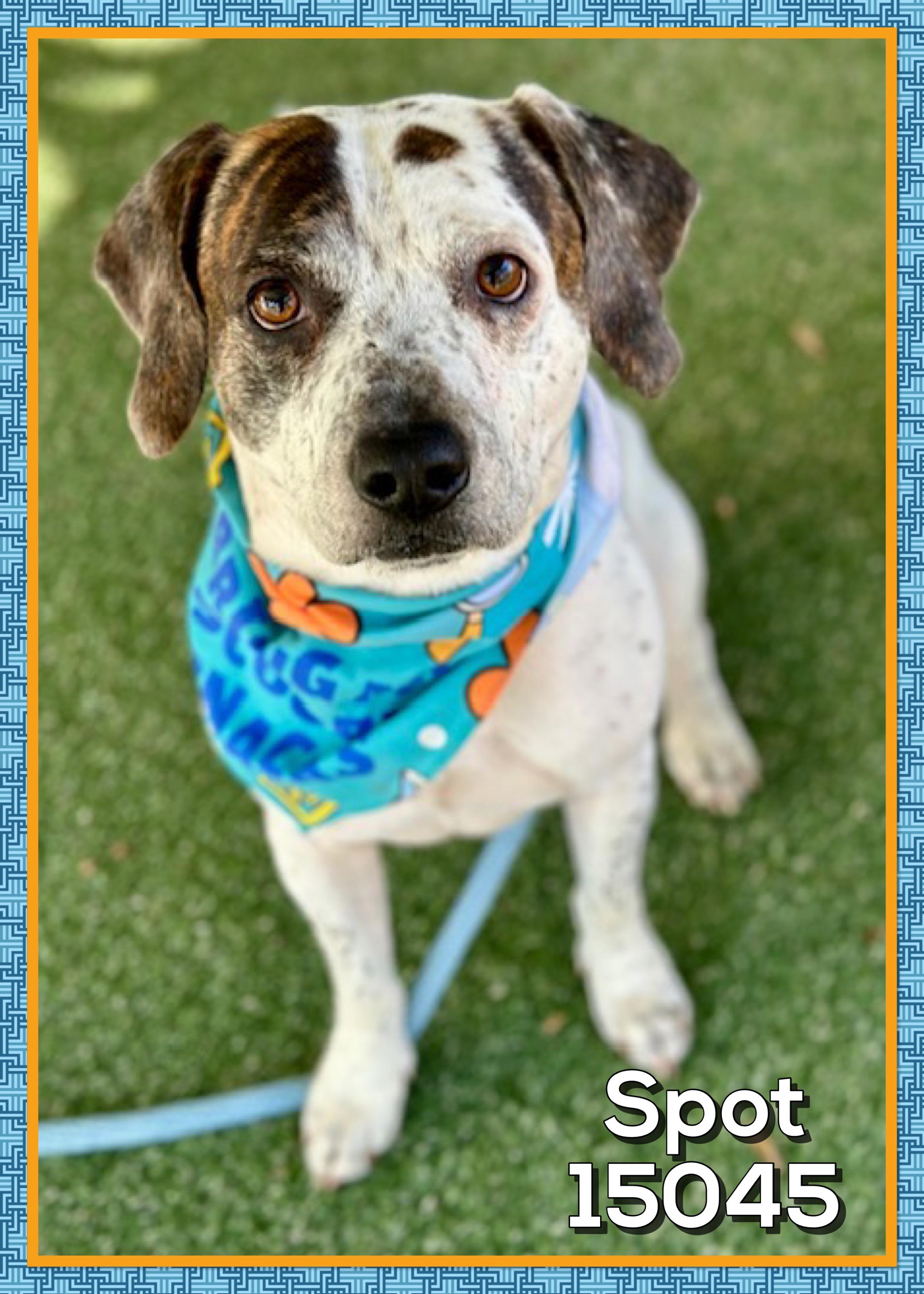 SPOT (also see ZEUS)