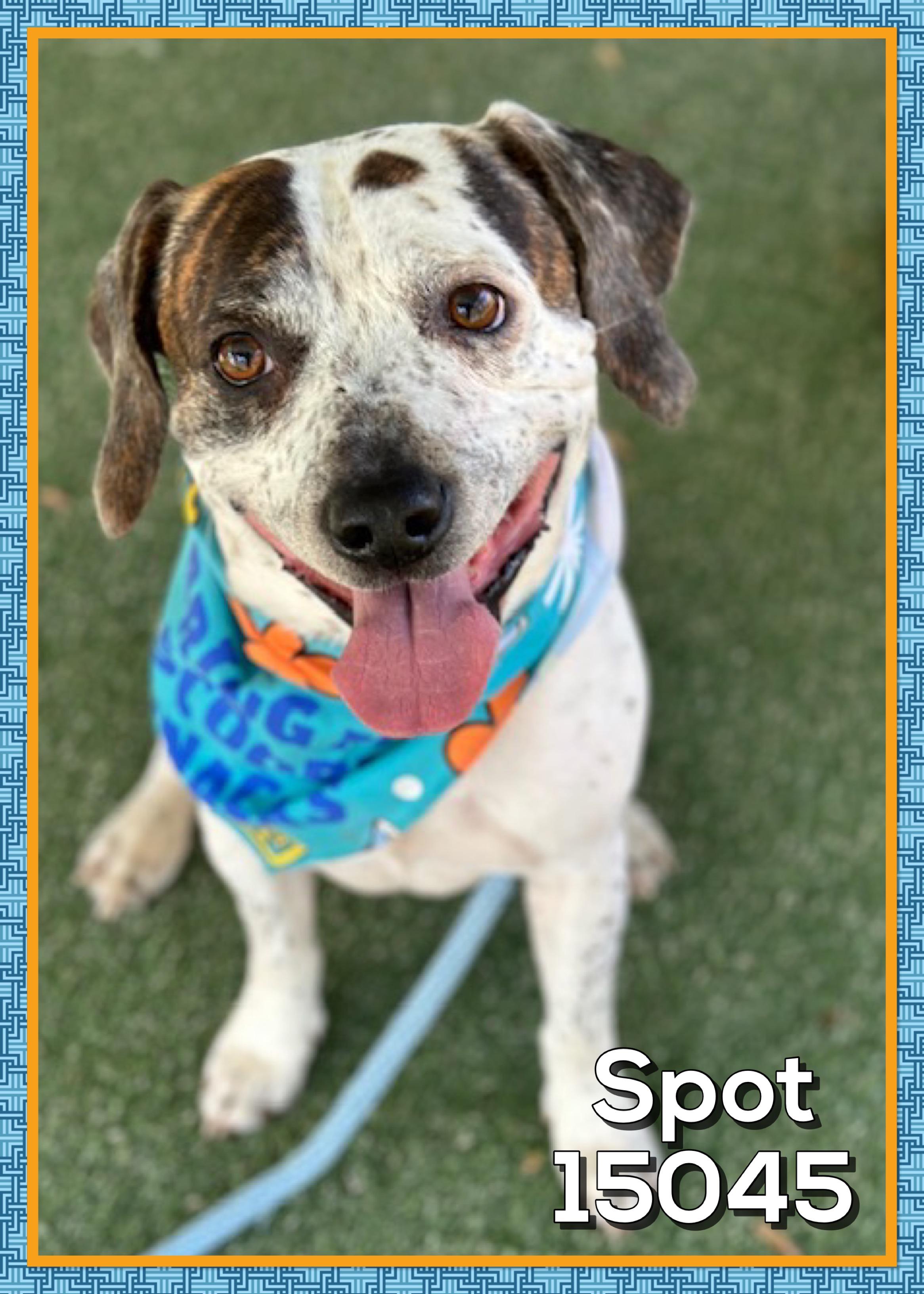 SPOT (also see ZEUS)