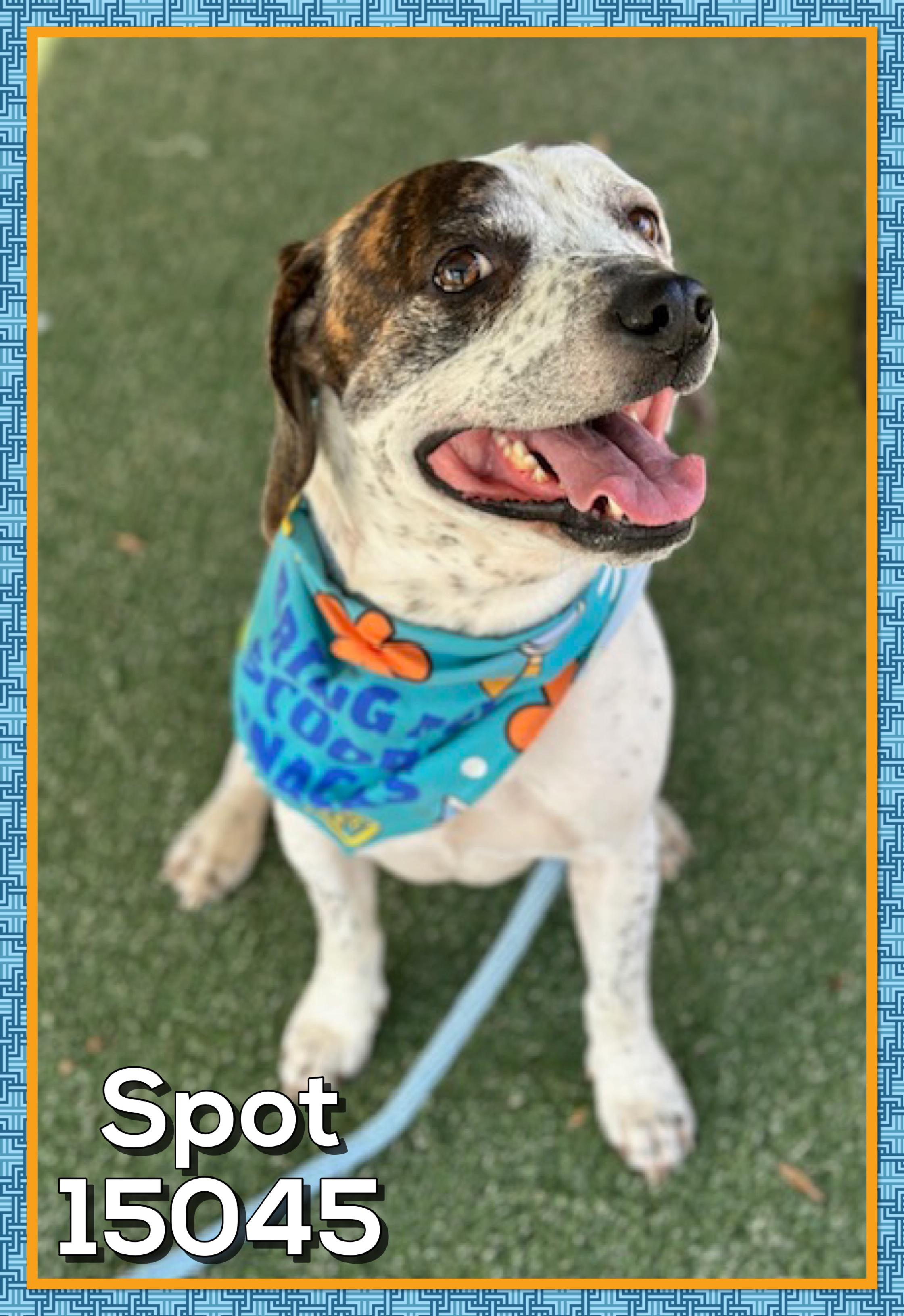 SPOT (also see ZEUS)