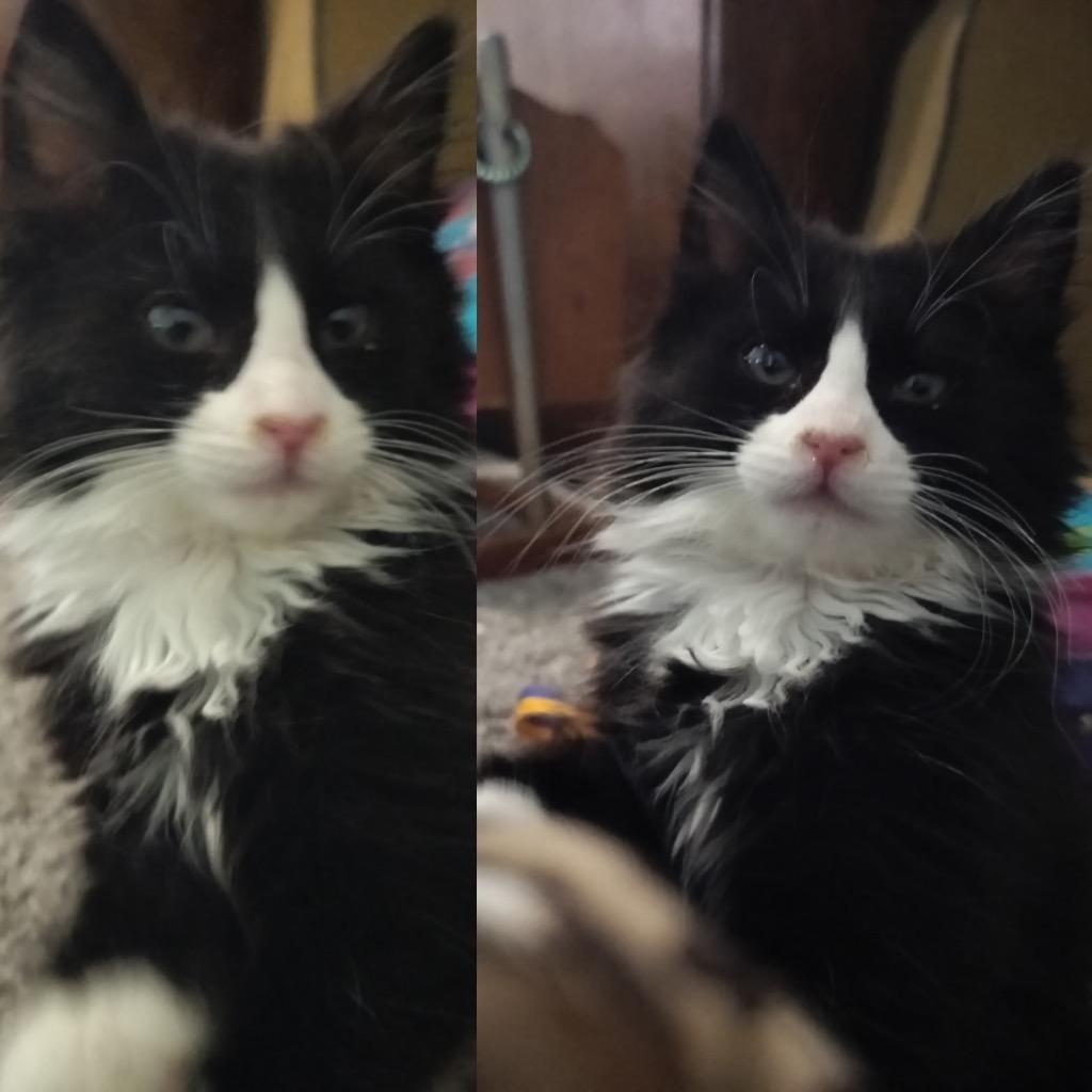 Kingsley, Adopted, Kitten Male Domestic Medium Hair.