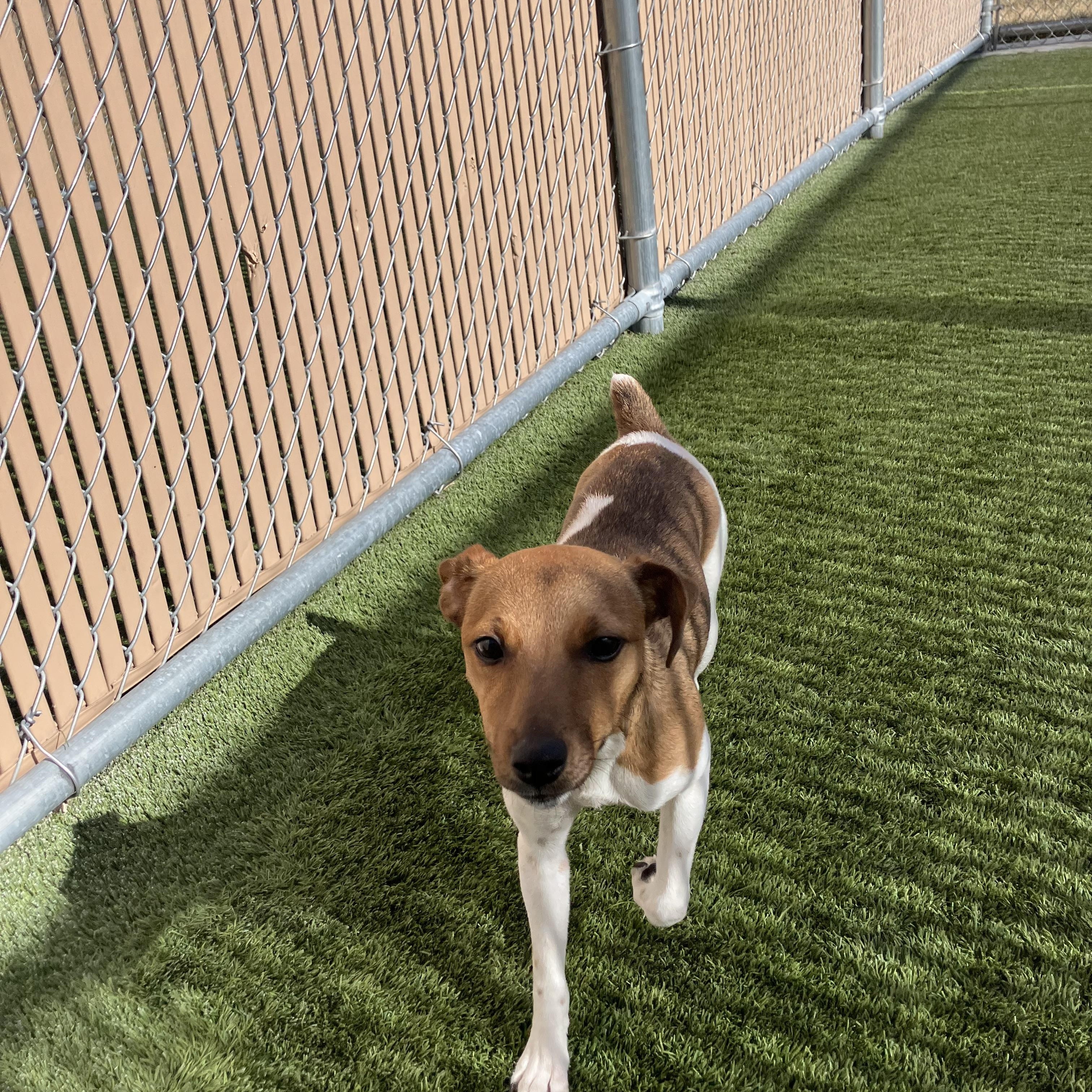 Enlarge Izzy, an adopted Jack Russell Terrier in Liberty, MO image 2/4