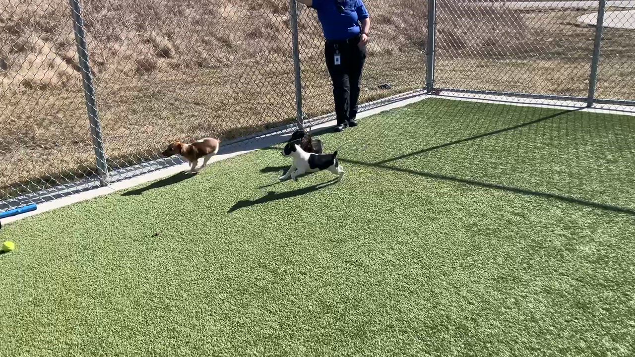 Enlarge Izzy, an adopted Jack Russell Terrier in Liberty, MO video 4/4