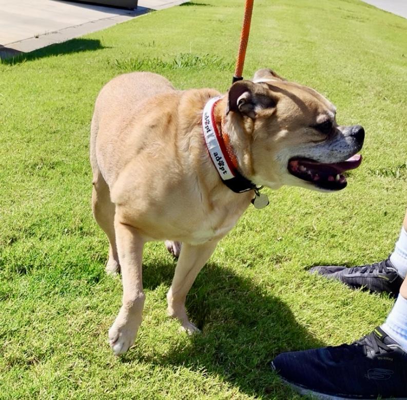 Enlarge Puka, a Adoptable mixed breed in Tulsa, OK image 1/3