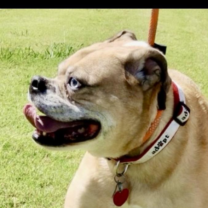Enlarge Puka – Loyal Bulldog Mix, a Adoptable mixed breed in Tulsa, OK image 1/4