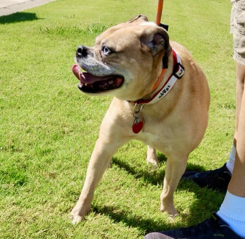 Enlarge Puka, a Adoptable mixed breed in Tulsa, OK image 2/3