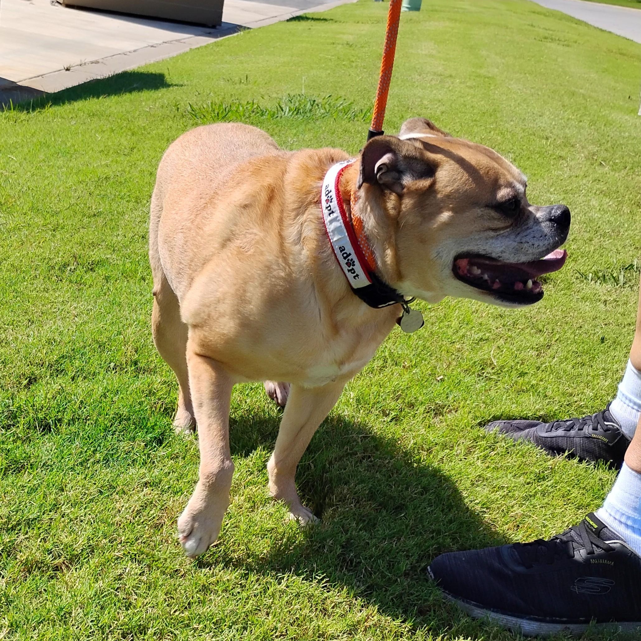 Puka, an adoptable English Bulldog, Catahoula Leopard Dog in Tulsa, OK, 74170 | Photo Image 4