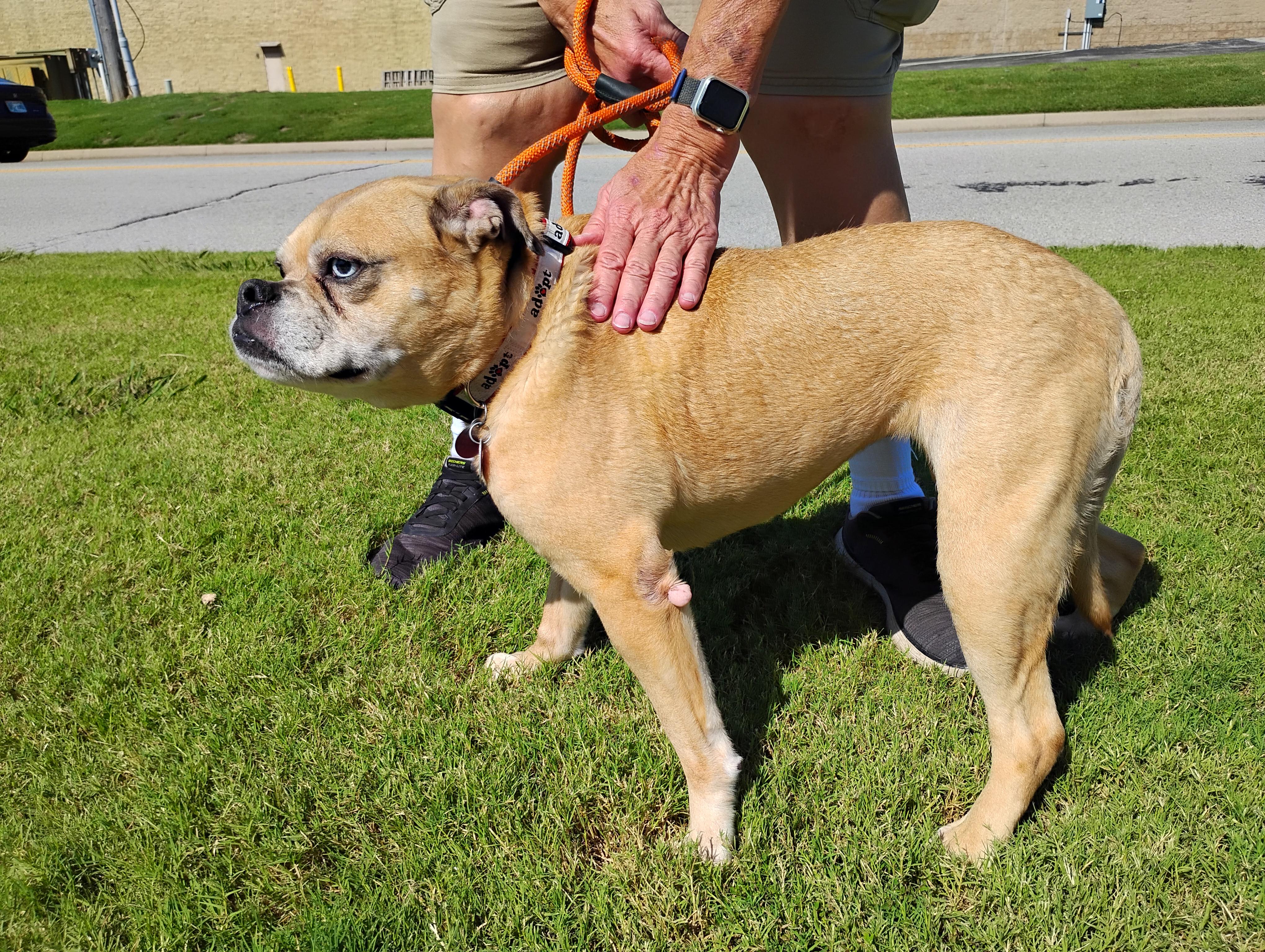Puka, an adoptable English Bulldog, Catahoula Leopard Dog in Tulsa, OK, 74170 | Photo Image 6