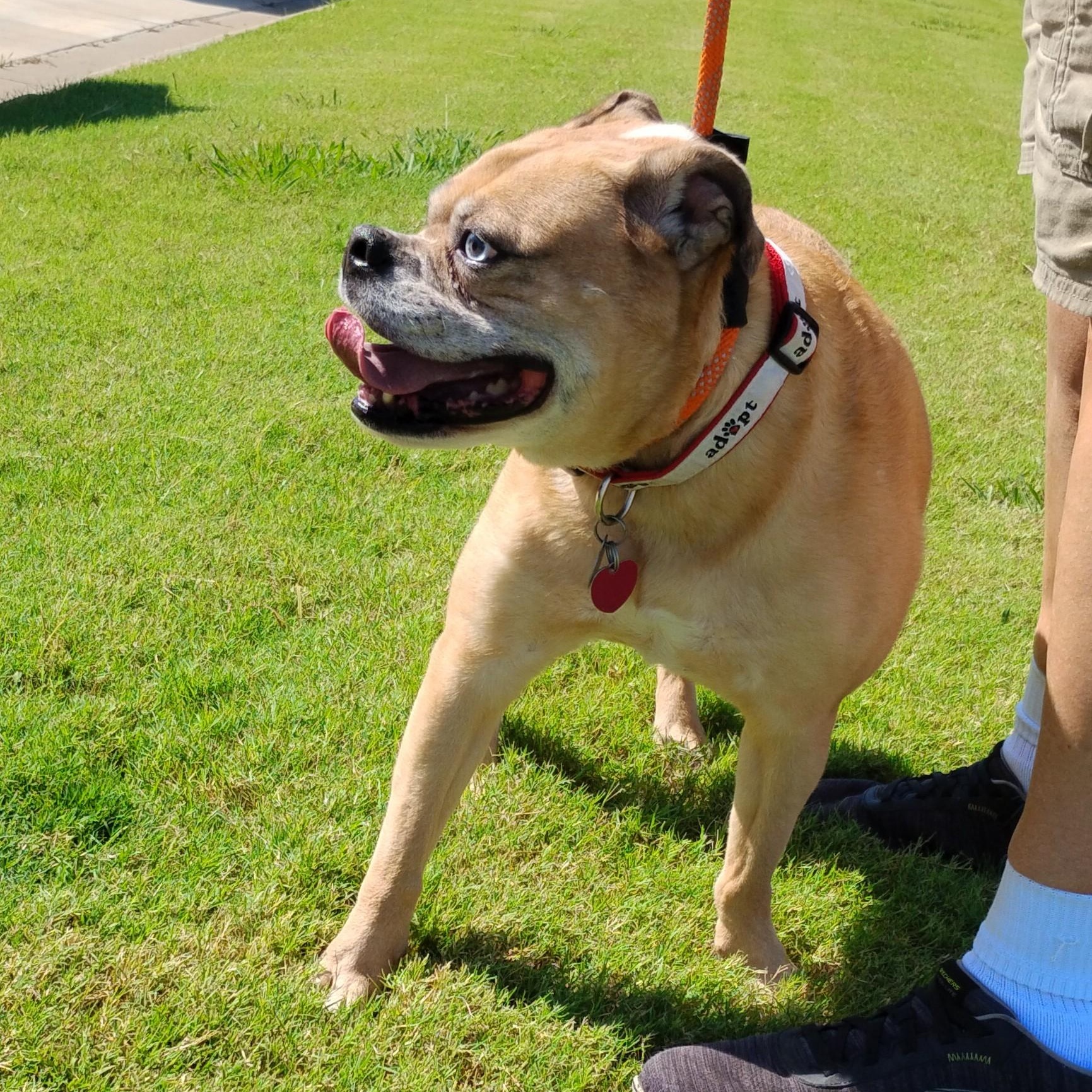 Puka, an adoptable English Bulldog, Catahoula Leopard Dog in Tulsa, OK, 74170 | Photo Image 5