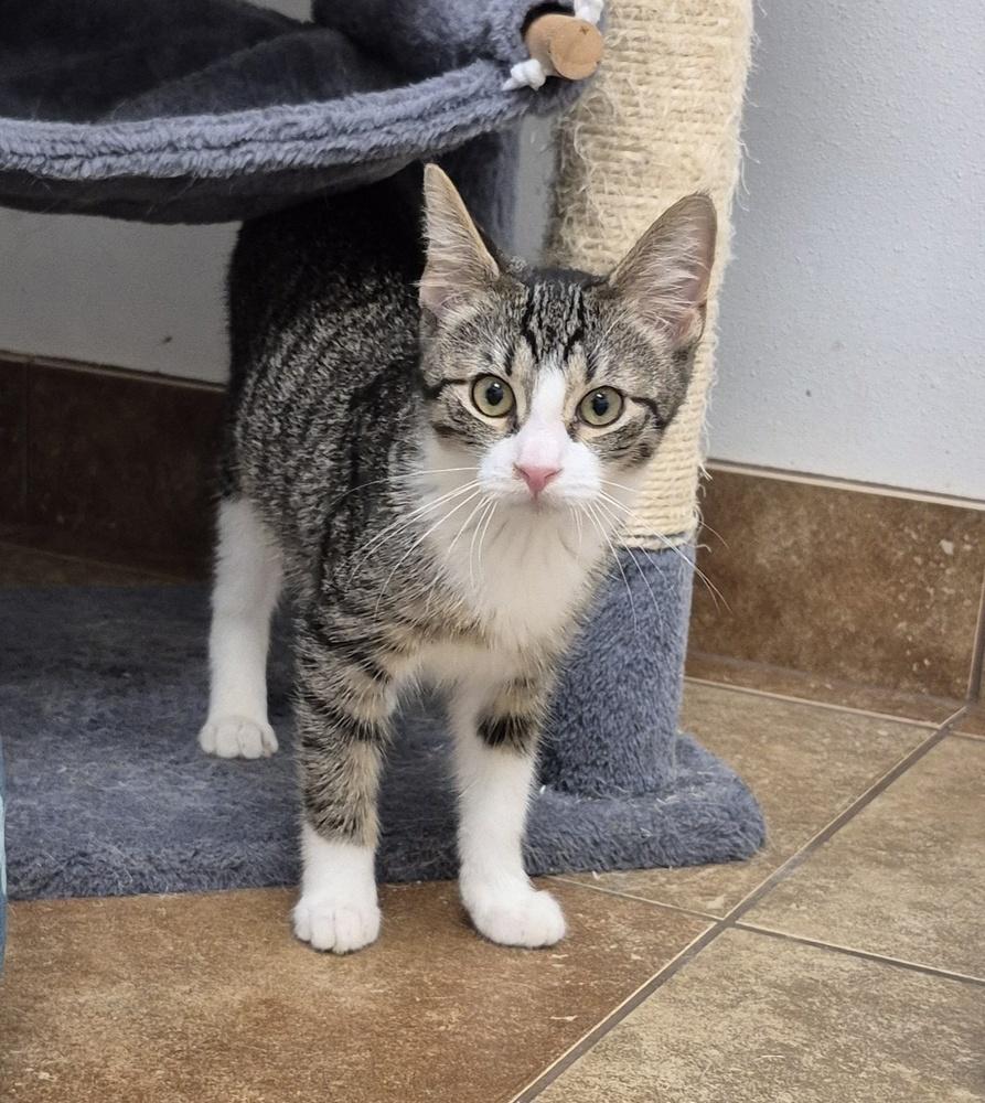 Ruby, Adoptable, Kitten Female Domestic Short Hair.