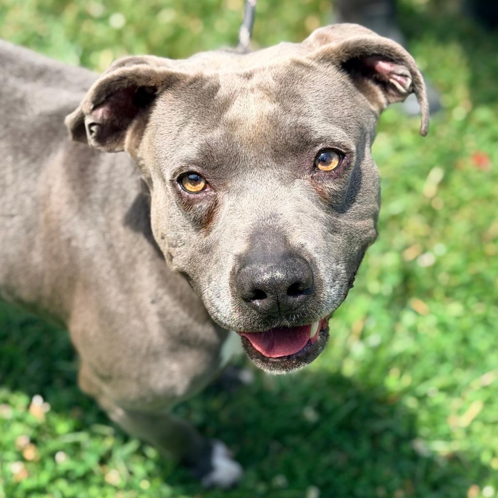 Delightful Derek, Adoptable, Adult Male Mixed Breed.