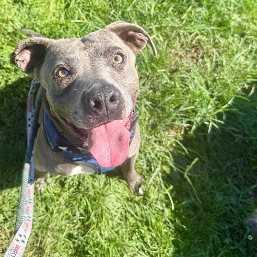 Delightful Derek, a Adoptable Mixed Breed in Huntington, WV image 2/6