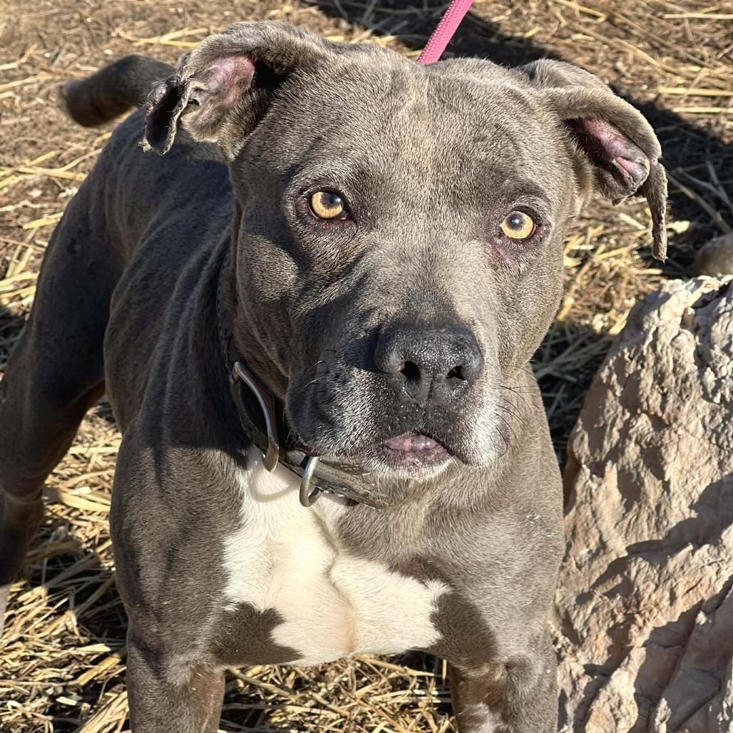 Enlarge Delightful Derek, a Adoptable Mixed Breed in Huntington, WV image 2/6