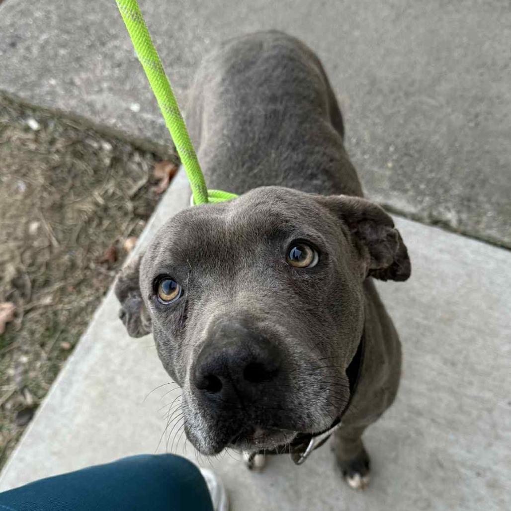 Enlarge Delightful Derek, a Adoptable Mixed Breed in Huntington, WV image 3/6