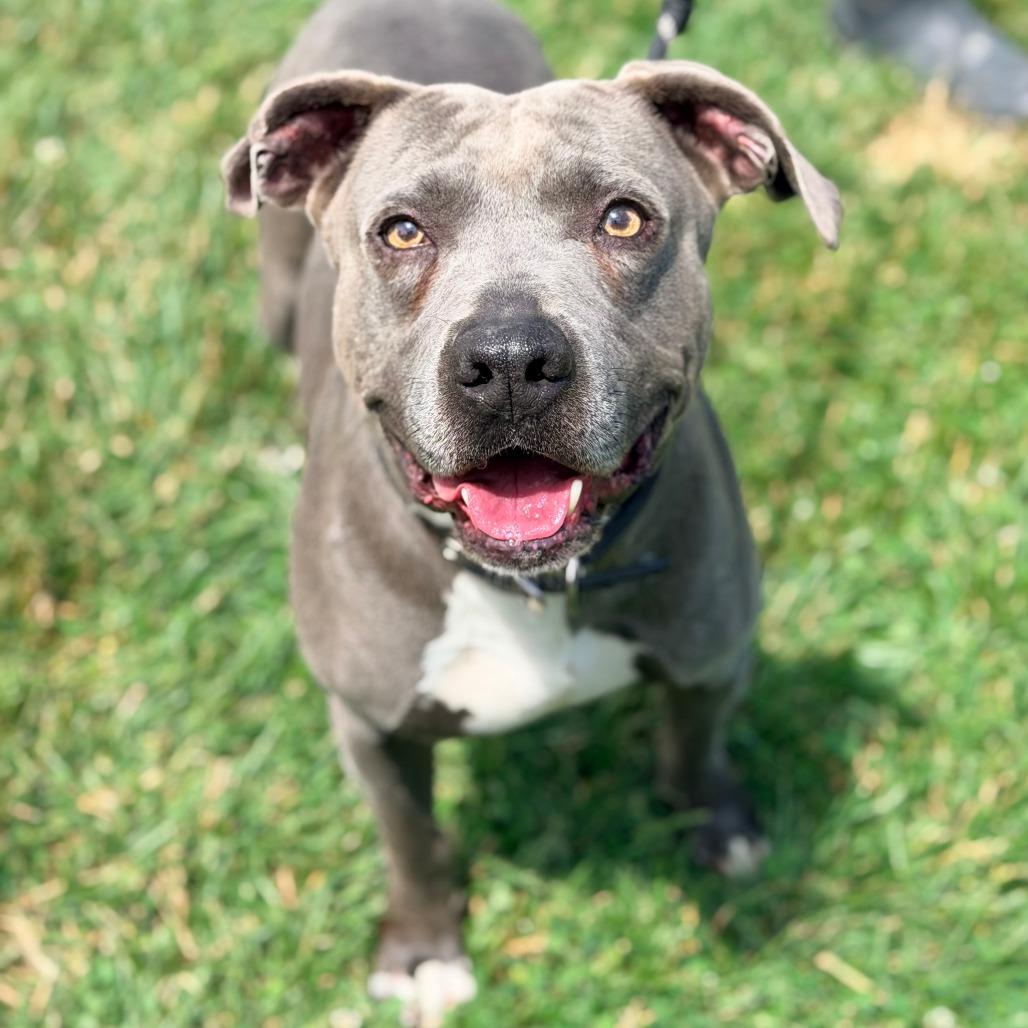 Enlarge Delightful Derek, a Adoptable Mixed Breed in Huntington, WV image 4/6