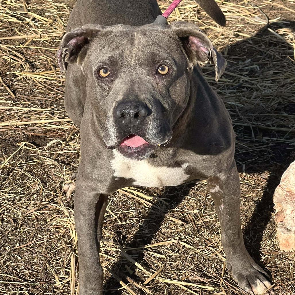 Enlarge Delightful Derek, a Adoptable Mixed Breed in Huntington, WV image 5/6