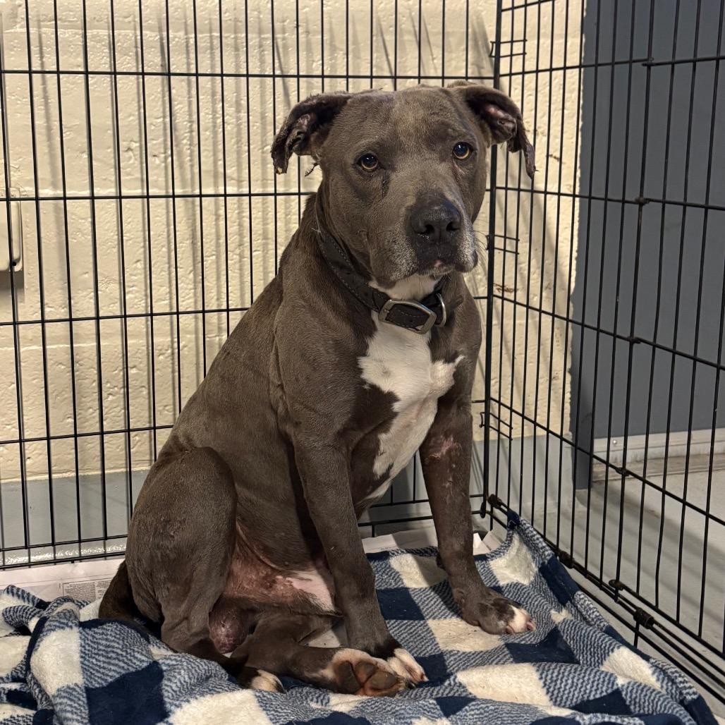 Enlarge Delightful Derek, a Adoptable Mixed Breed in Huntington, WV image 6/6