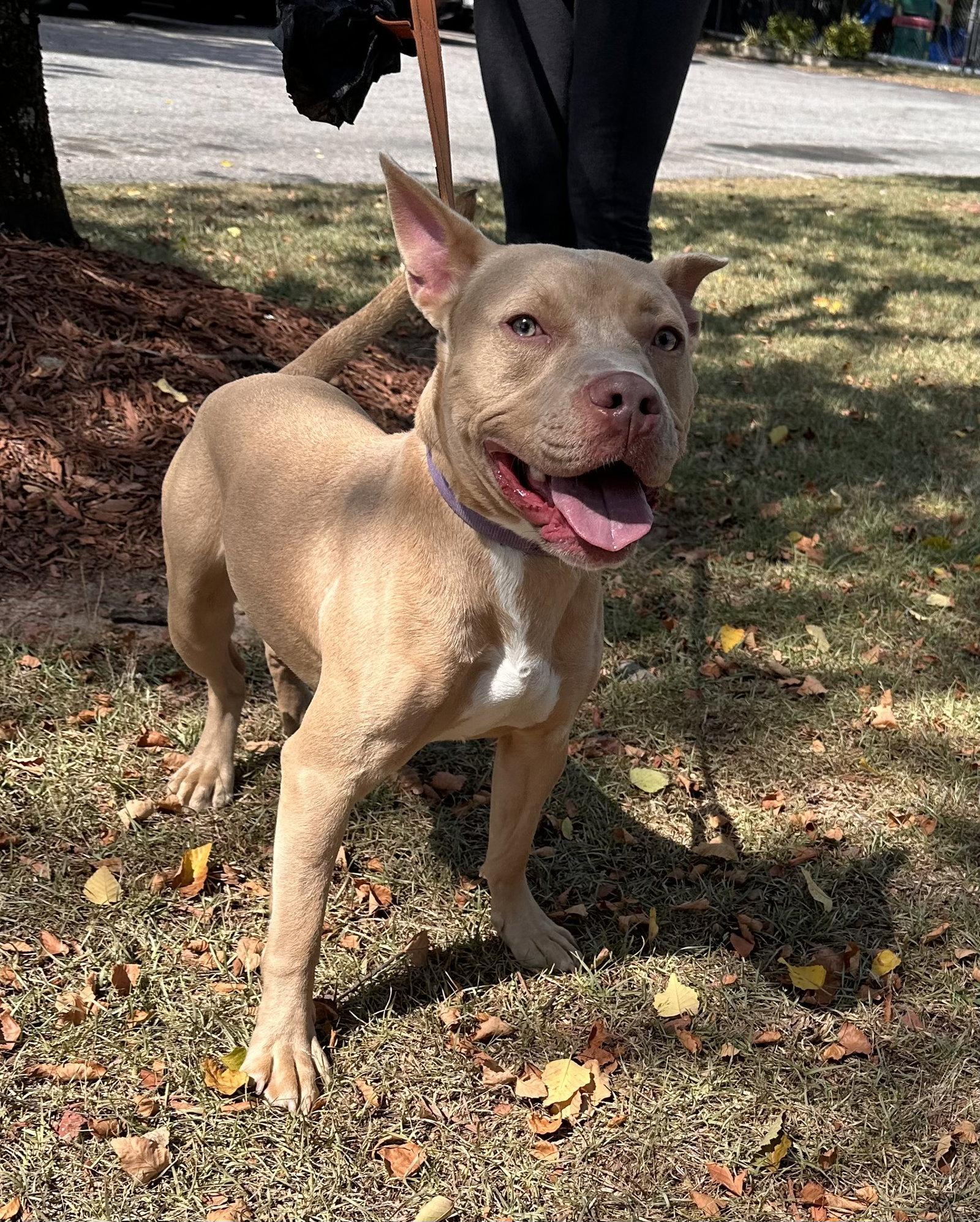 Ares, Adoptable, Adult Male American Staffordshire Terrier & Labrador Retriever.