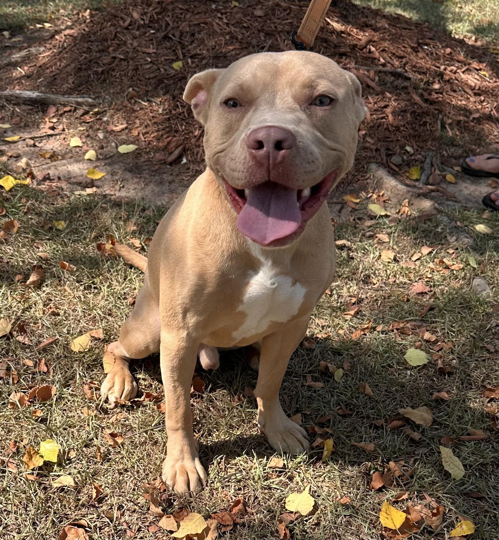 Ares, Adoptable, Adult Male American Staffordshire Terrier & Labrador Retriever.