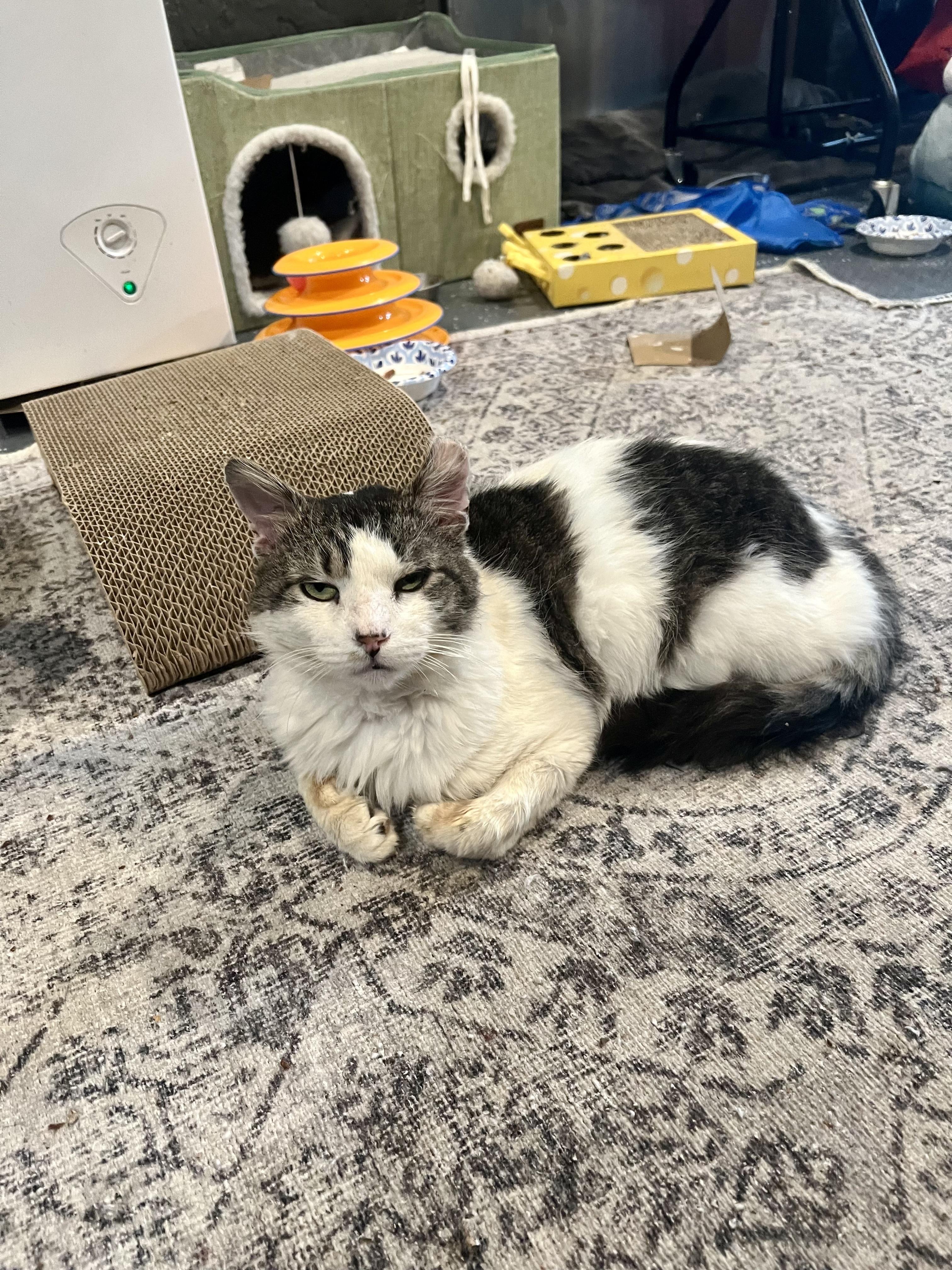 Enlarge Winter, a Adoptable Domestic Long Hair in Jersey City, NJ image 1/3