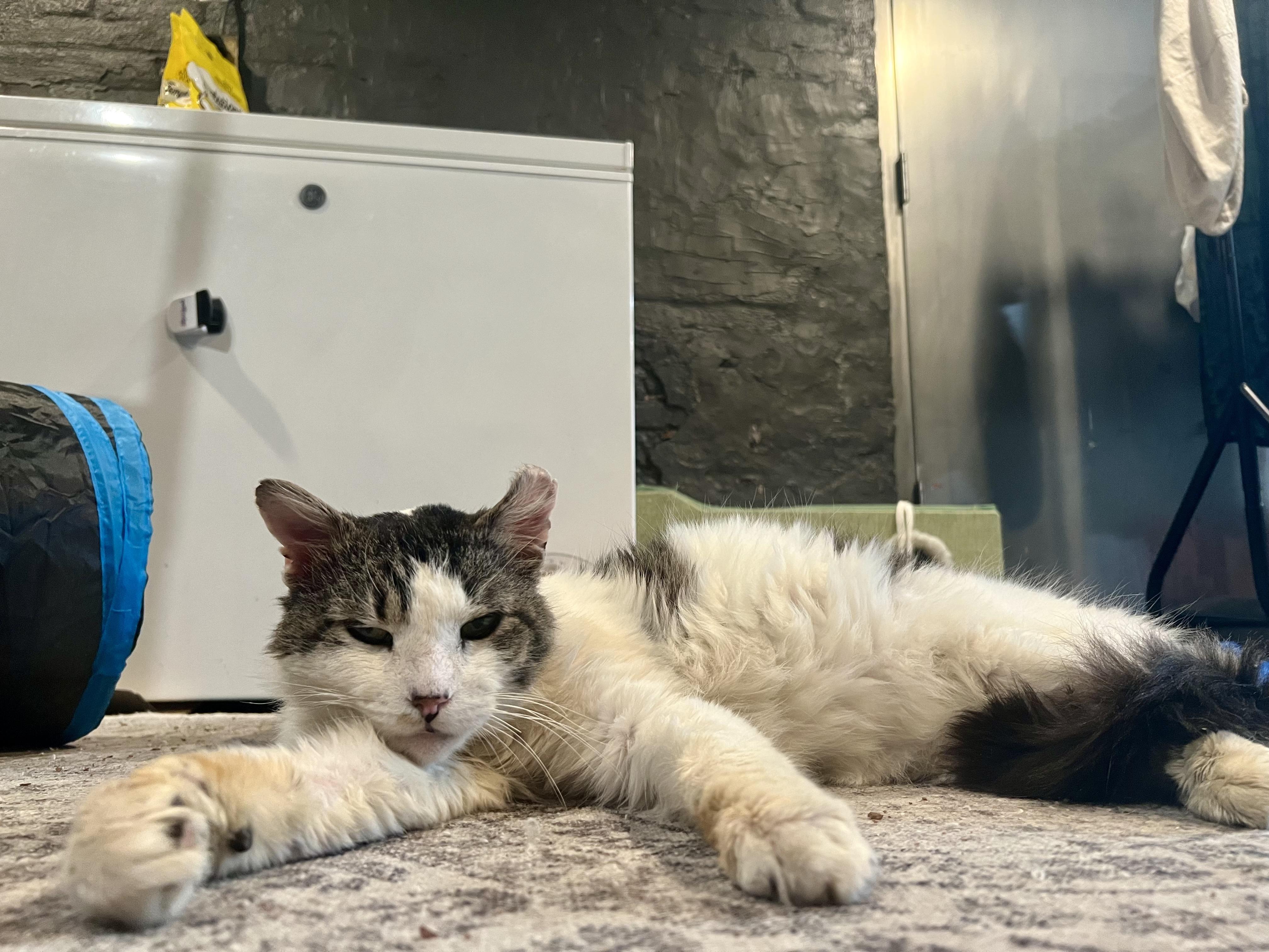 Enlarge Winter, a Adoptable Domestic Long Hair in Jersey City, NJ image 2/3