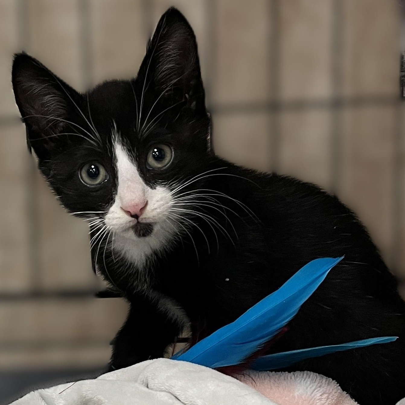 Enlarge Benjamin (tiny kitten, big personality), a Adoptable Domestic Short Hair in Shingletown, CA image 3/4