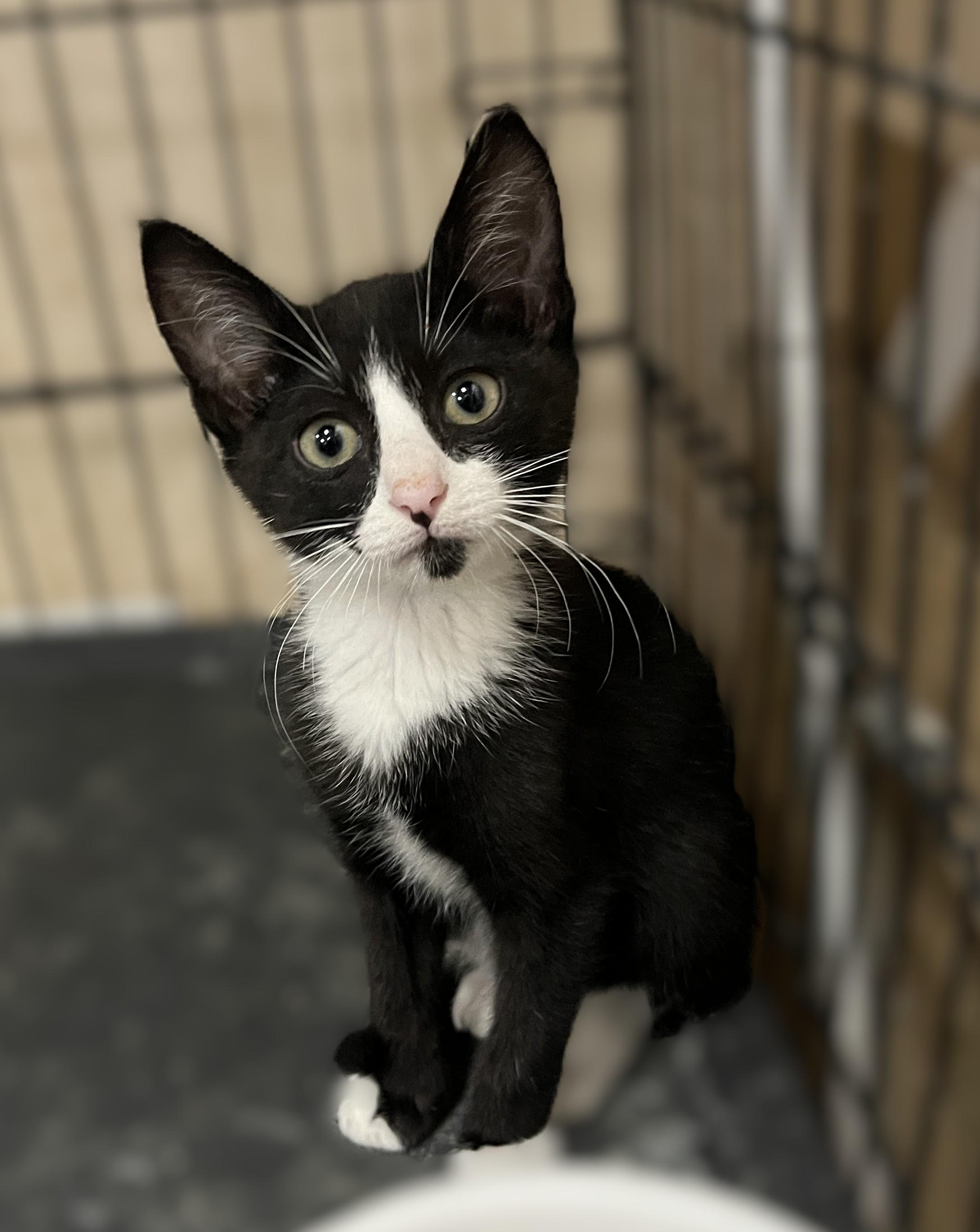 Enlarge Benjamin (tiny kitten, big personality), a Adoptable Domestic Short Hair in Shingletown, CA image 2/4