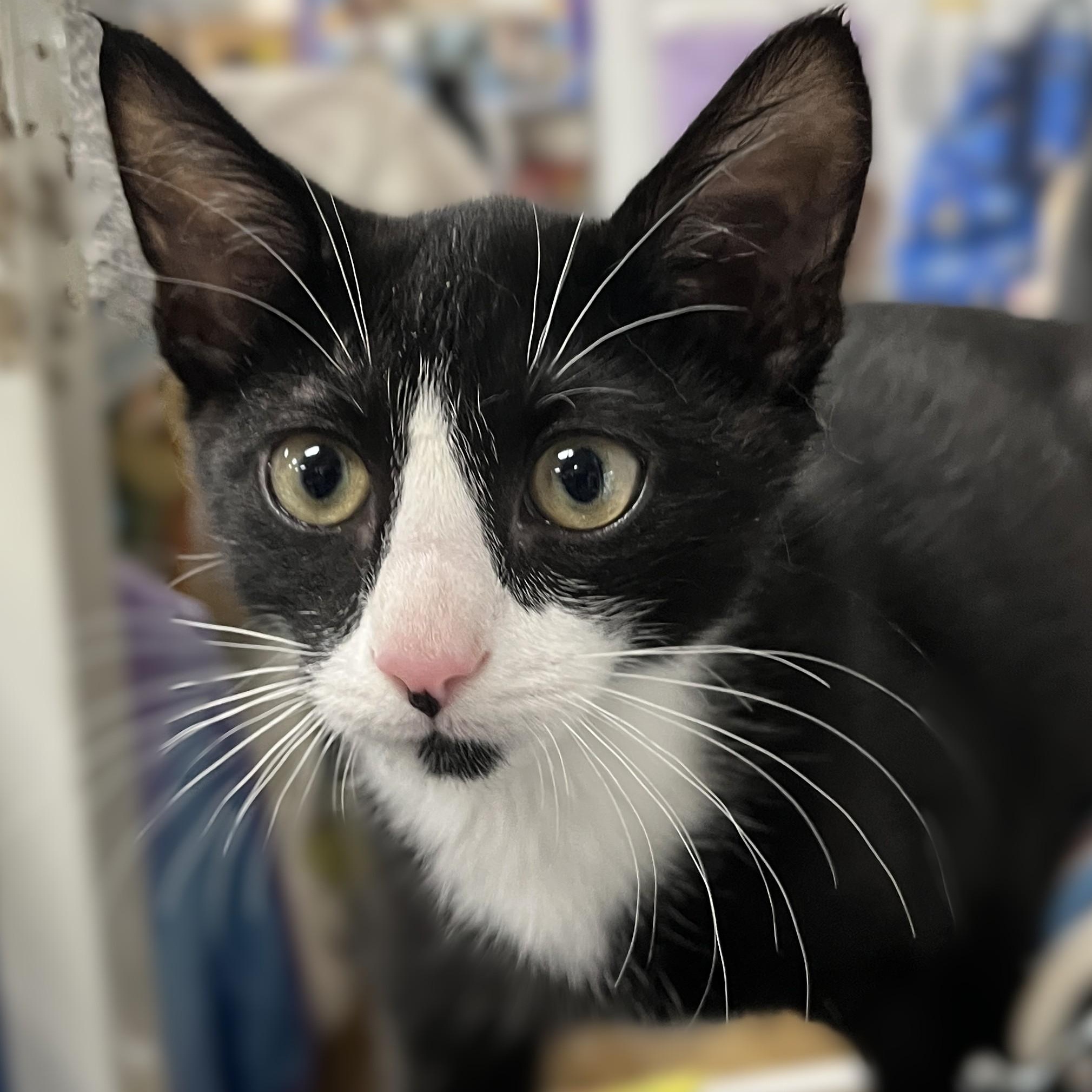Enlarge Benjamin (tiny kitten, big personality), a Adoptable Domestic Short Hair in Shingletown, CA image 1/4