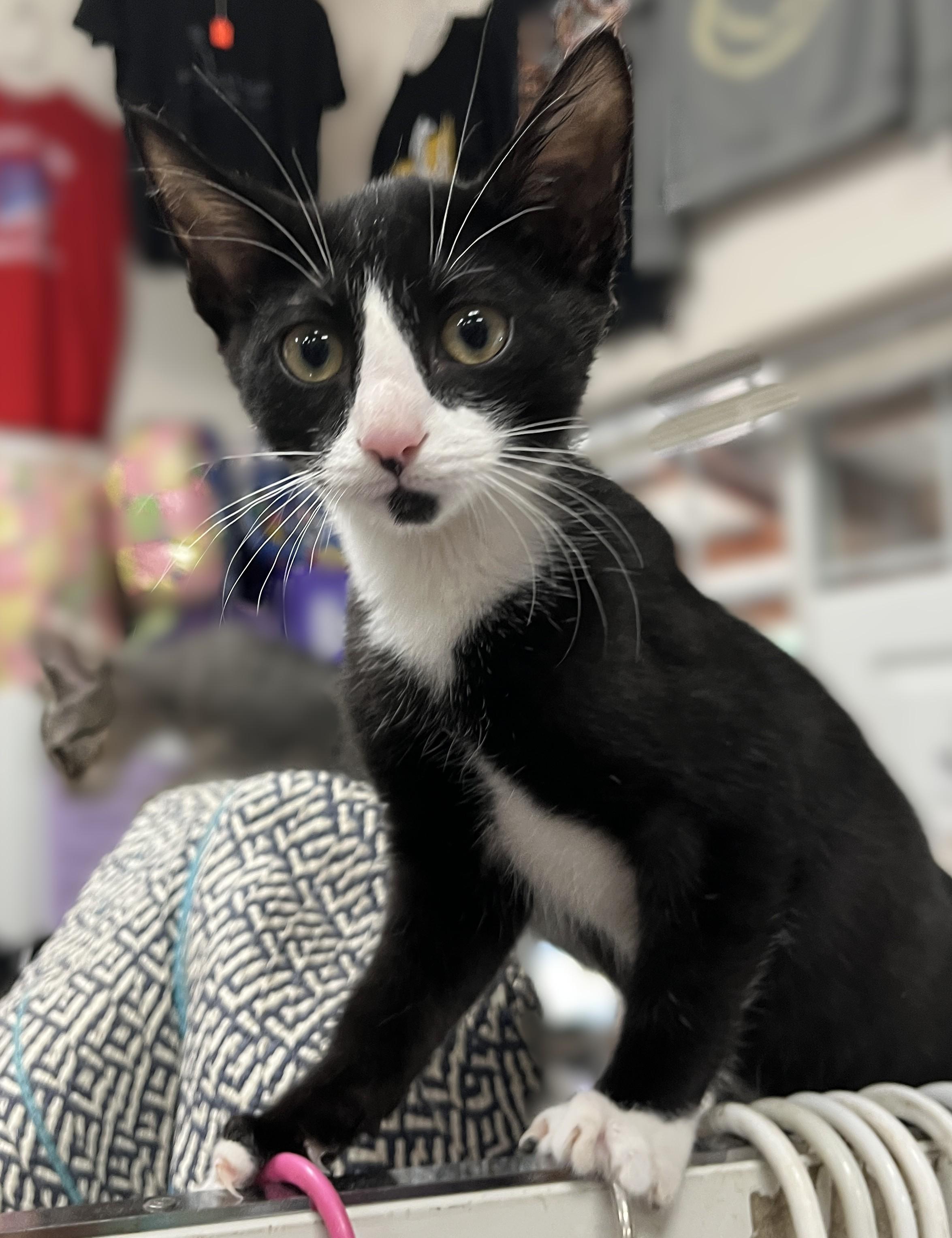 Enlarge Benjamin (tiny kitten, big personality), a Adoptable Domestic Short Hair in Shingletown, CA image 4/4