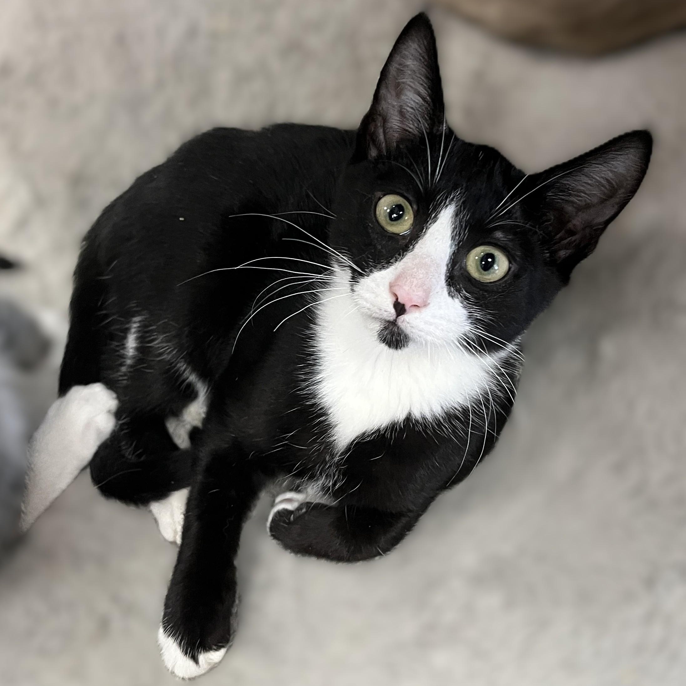 Benjamin (tiny kitten, big personality), a Adoptable Domestic Short Hair in Shingletown, CA image 1/5