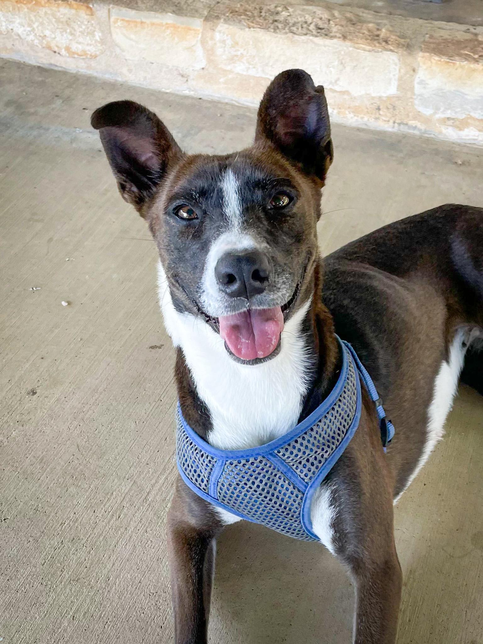 Enlarge Tippy, a Adoptable mixed breed in Marble Falls, TX image 1/2
