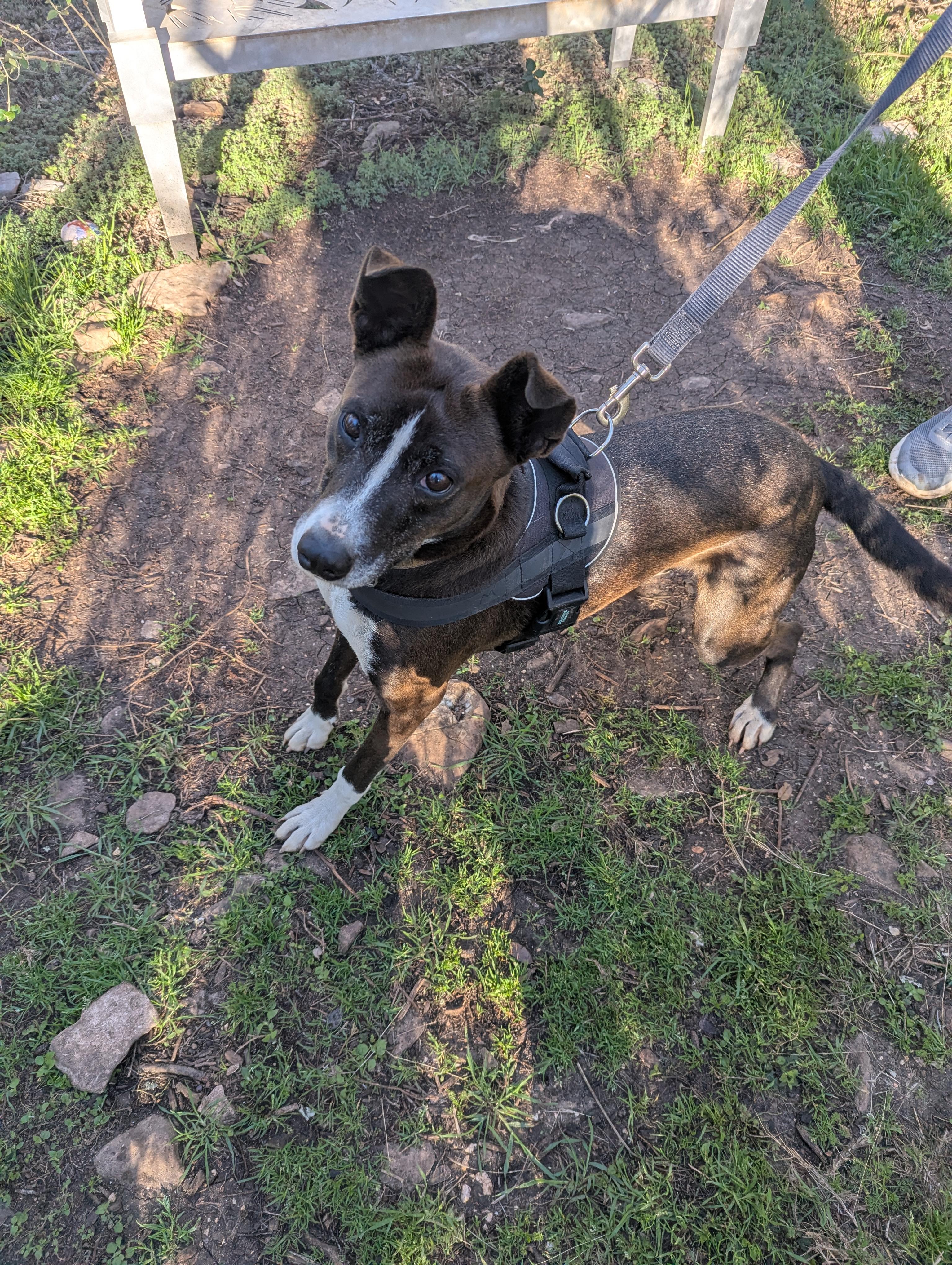 Enlarge Tippy, a Adoptable mixed breed in Marble Falls, TX image 2/2