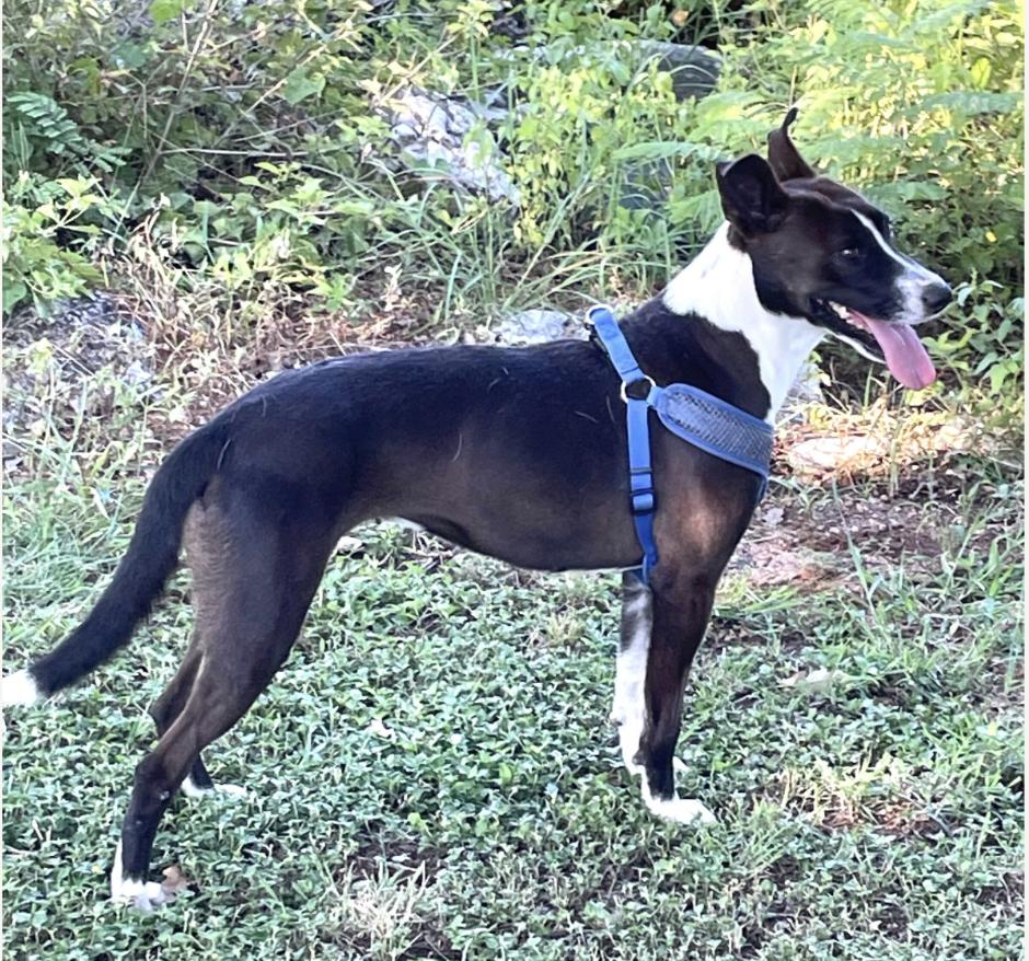 Enlarge Tippy, a Adoptable mixed breed in Marble Falls, TX image 1/3