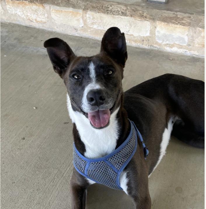 Enlarge Tippy, a Adoptable mixed breed in Marble Falls, TX image 3/3
